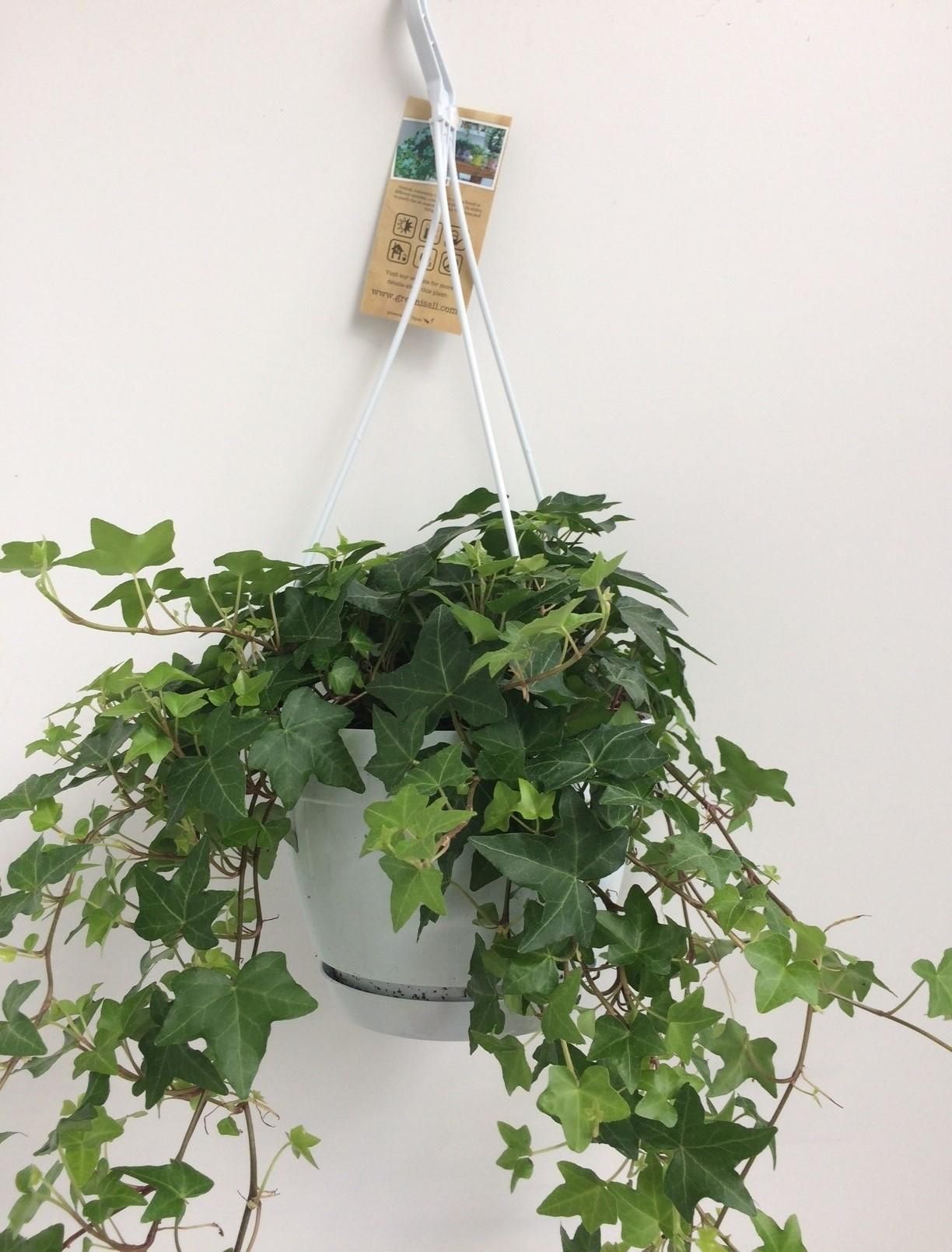 Hedera Helix Grün – Hängeampel Weiß – Ø17cm