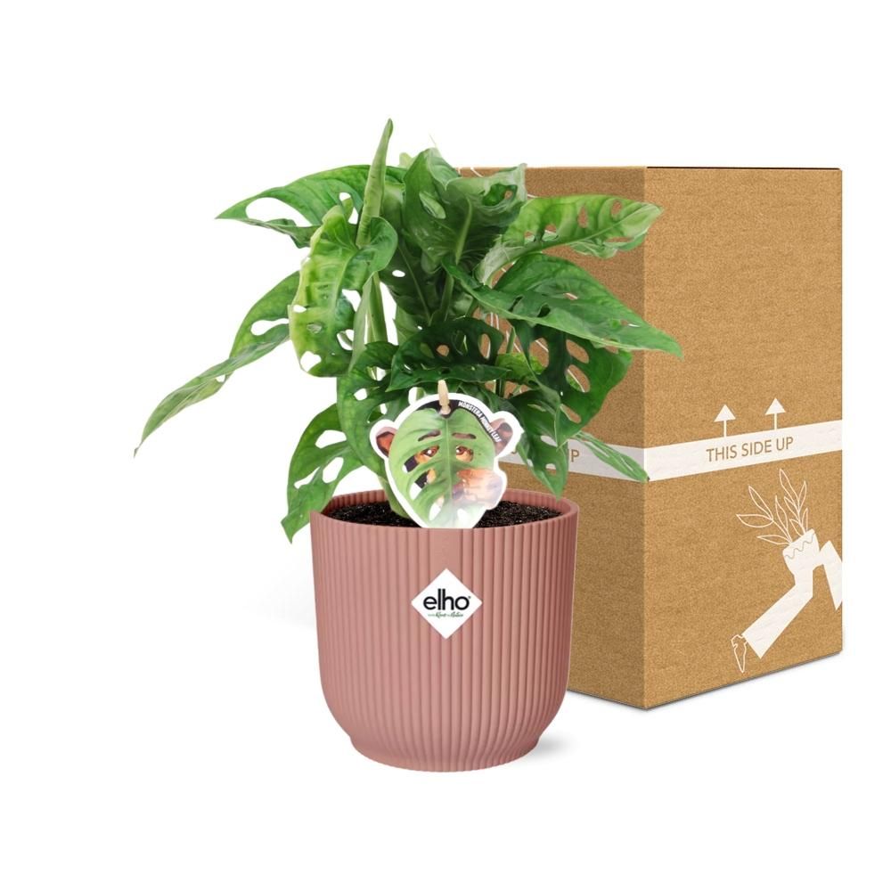 Monstera Monkey Leaf Zimmerpflanze
