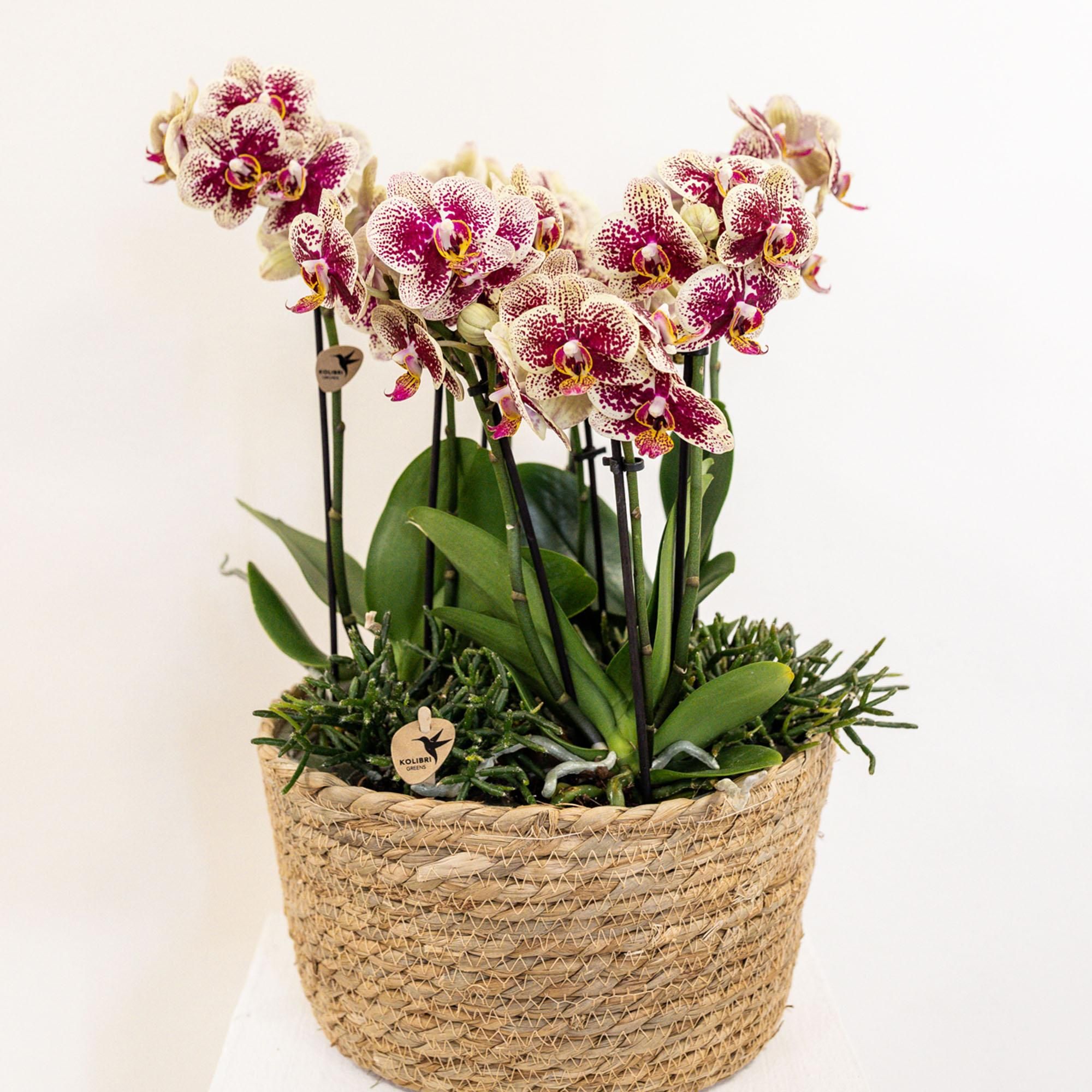 Kolibri Home Orchideen-Einlage mit Wasserreservoir