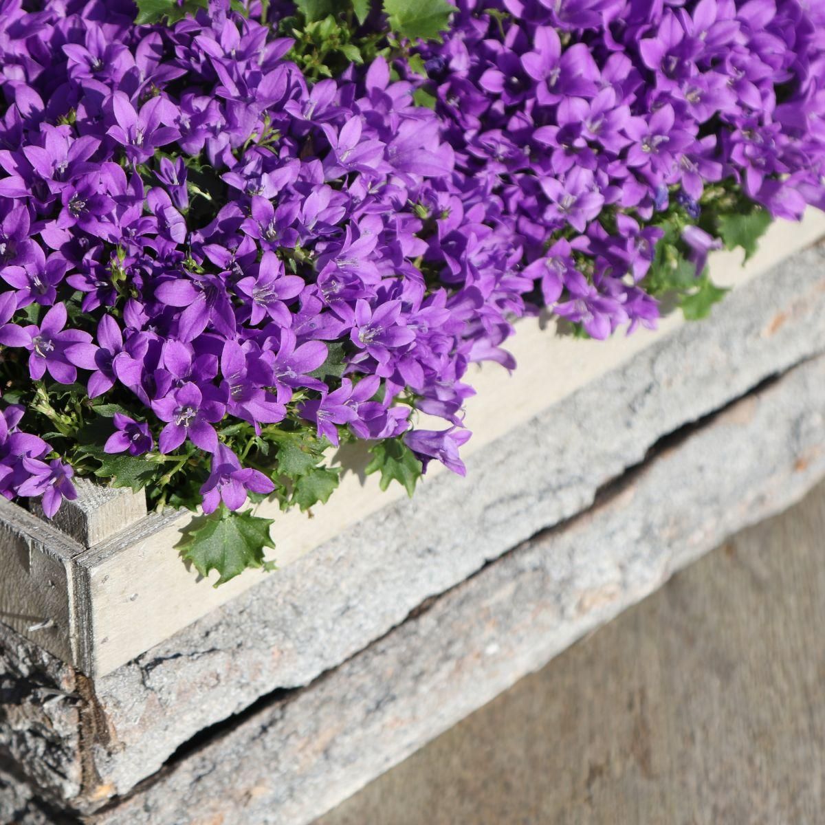 Campanula Addenda Glockenblume lila Bodendecker