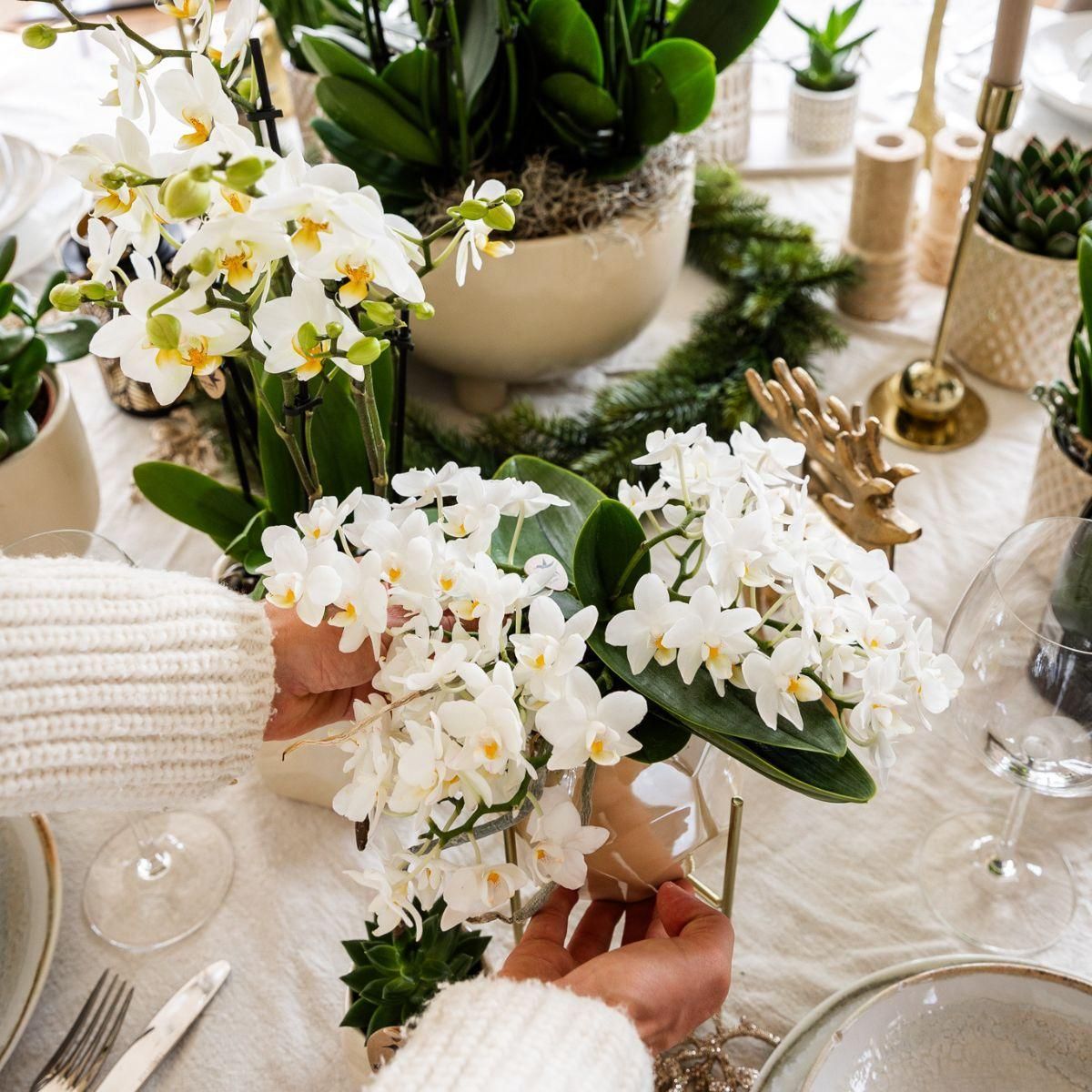 Weiße Orchidee + Pearl Dekotopf Travertine – Ø9cm Topf – Blühende Zimmerpflanze
