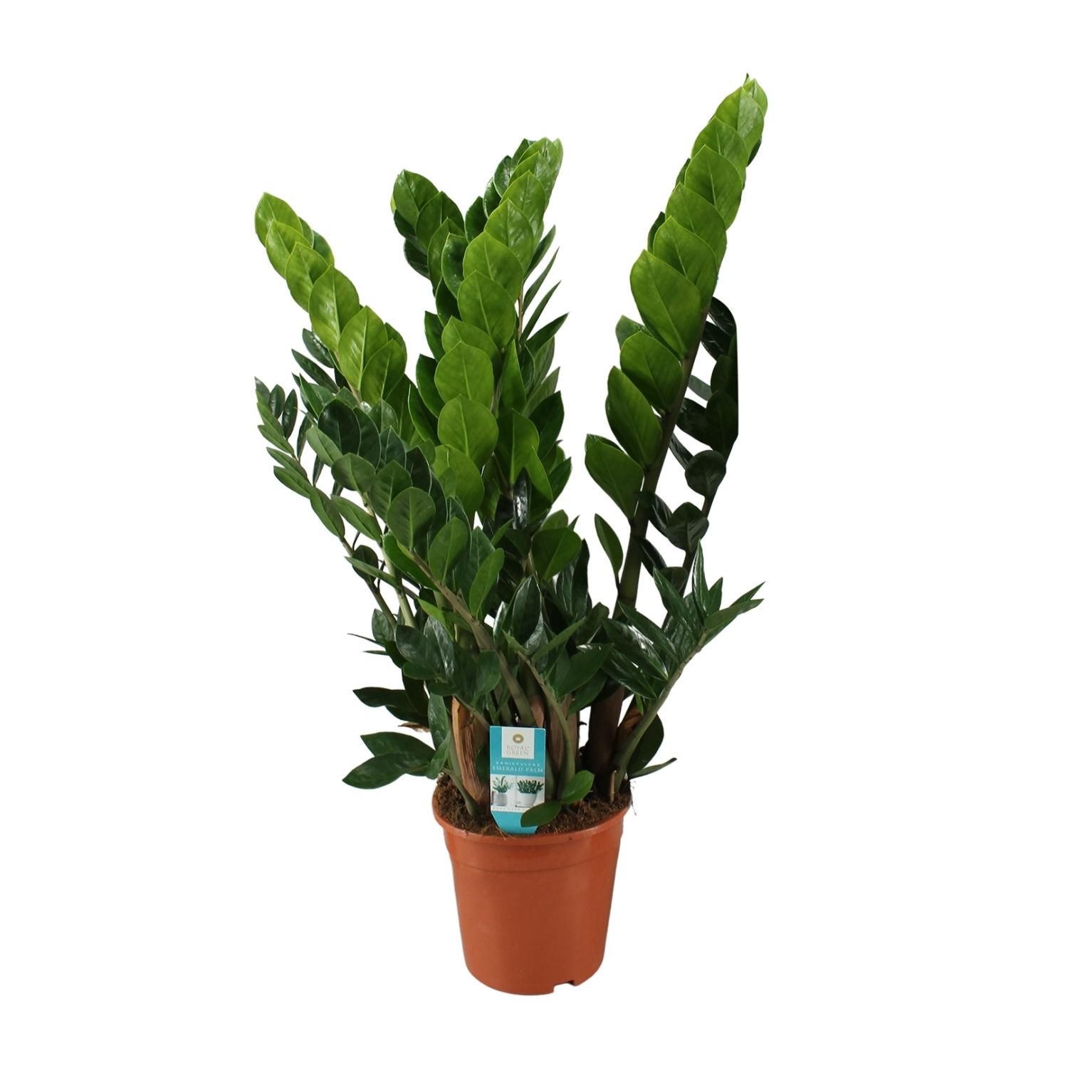 Pflegeleichte Zamioculcas Zamiifolia Zimmerpflanze