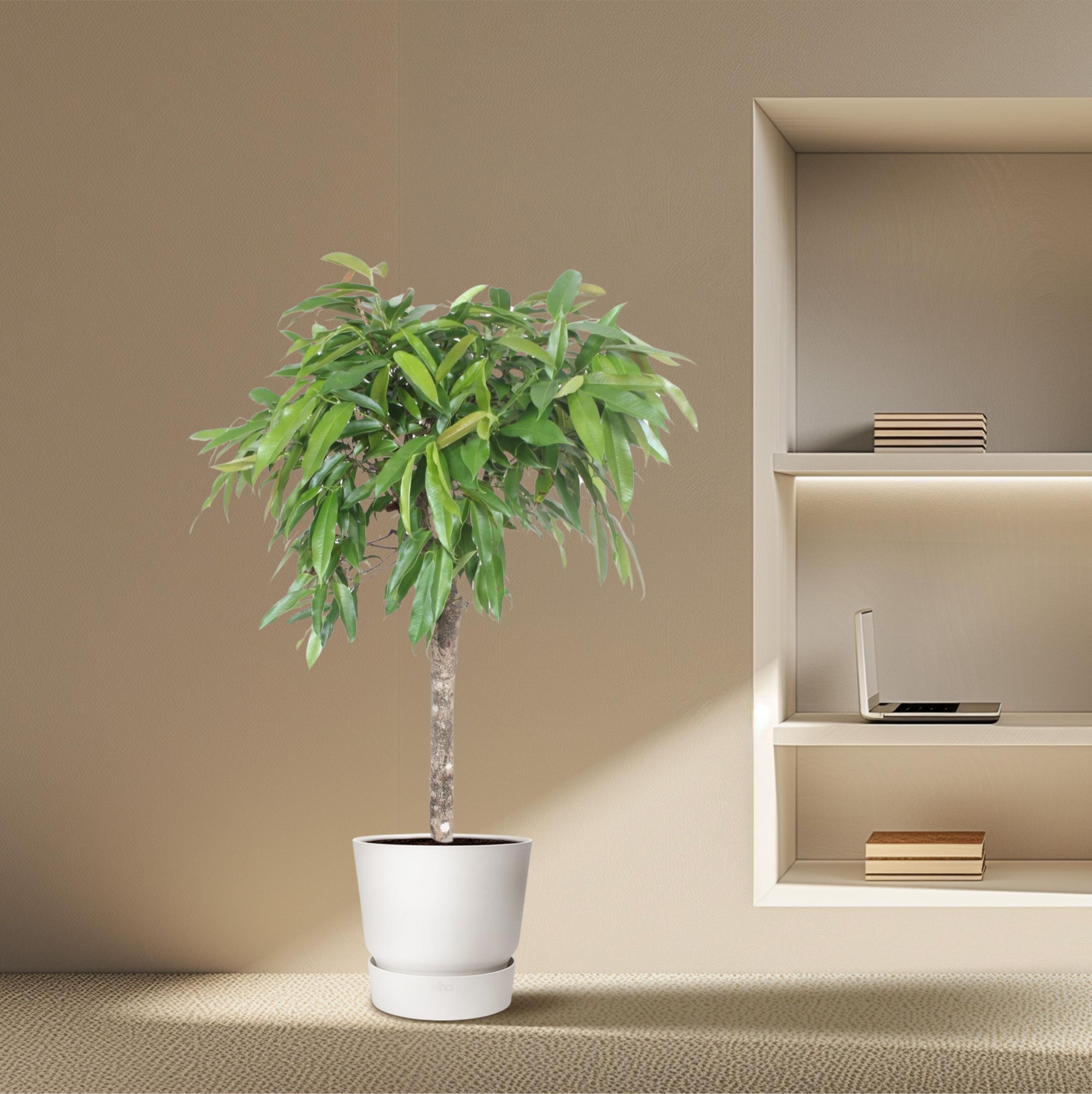Ficus Amstel King Zimmerpflanze mit geflochtenem Stamm