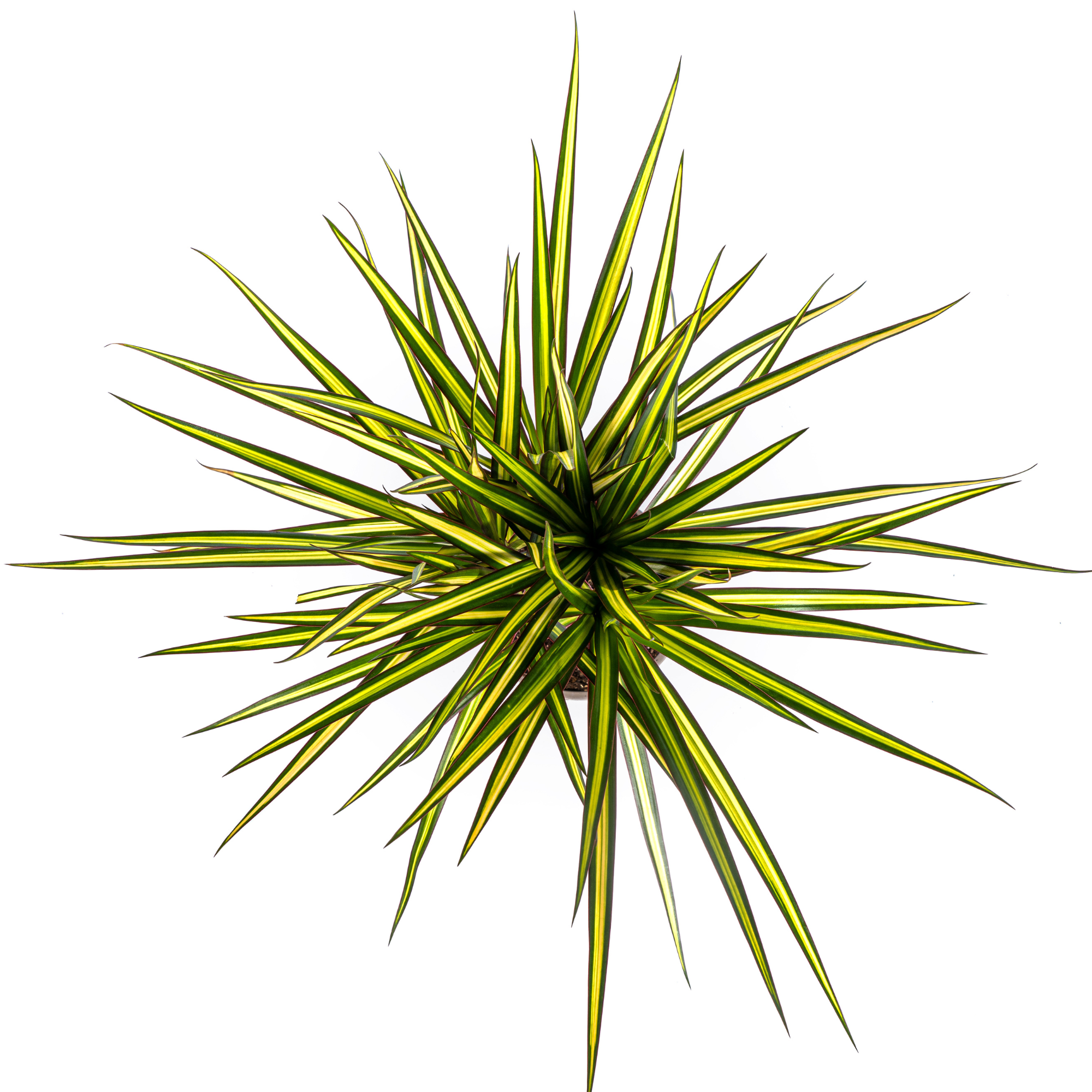 Drachenbaum Sunray –  Ø17cm – 60-80cm hoch