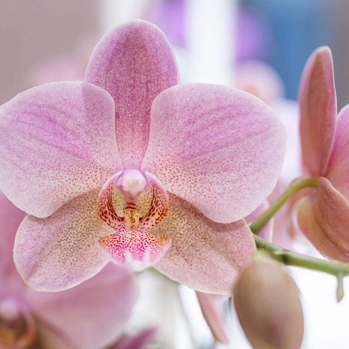 Kolibri Orchideen Überraschungsbox Mix