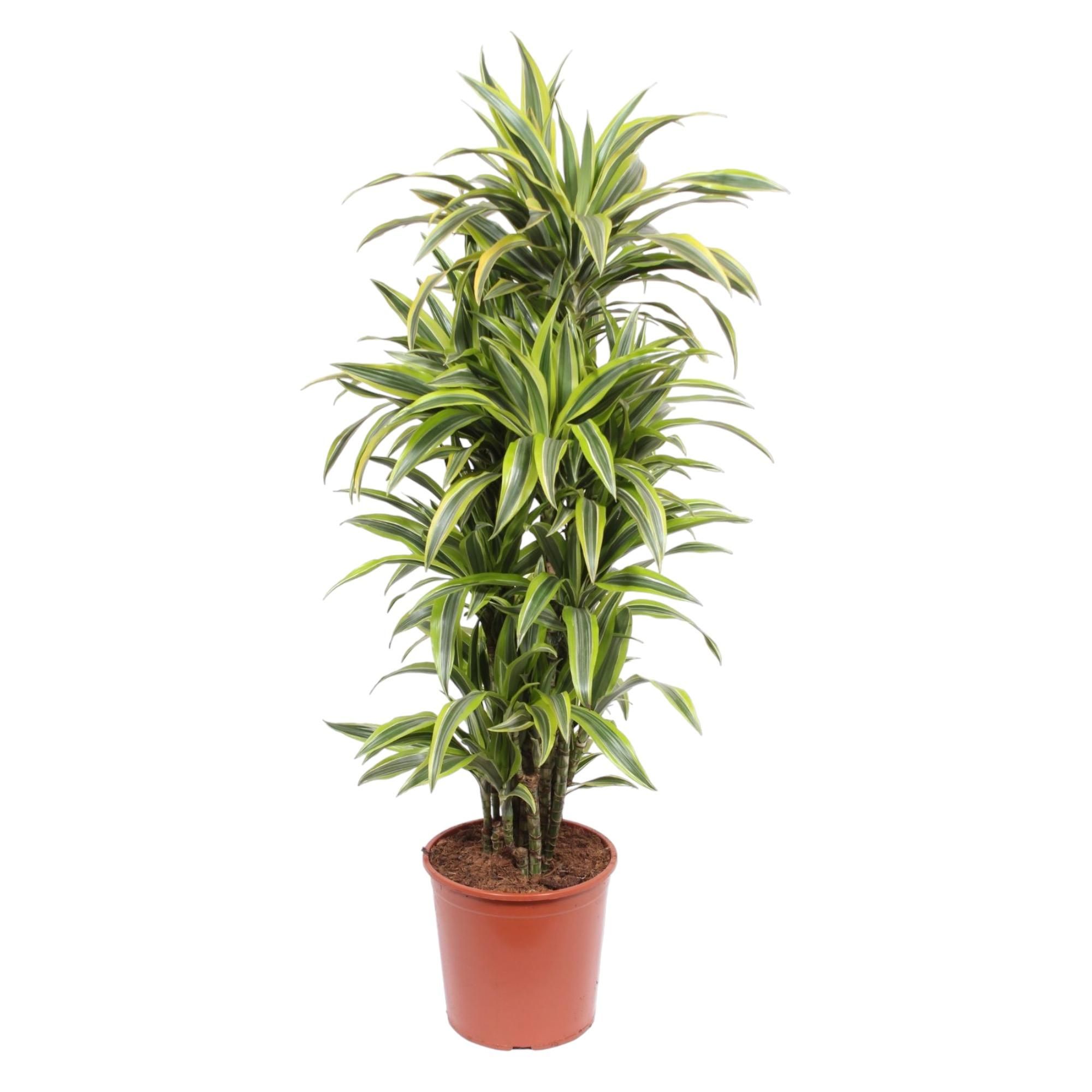 Dracaena Lemon Lime Zimmerpflanze