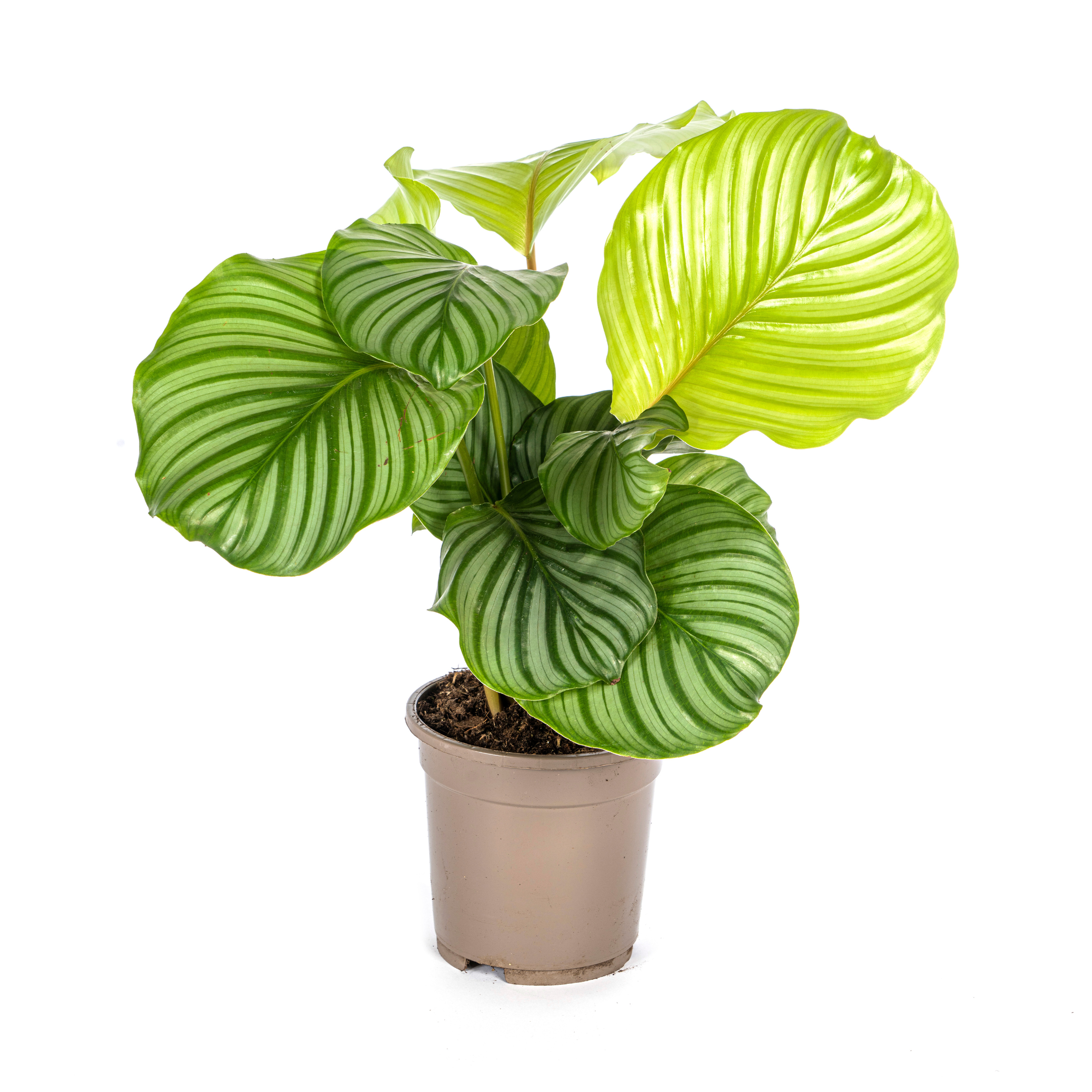 Calathea Orbifolia – Buschartig & Tropisch – Ø17cm Topf