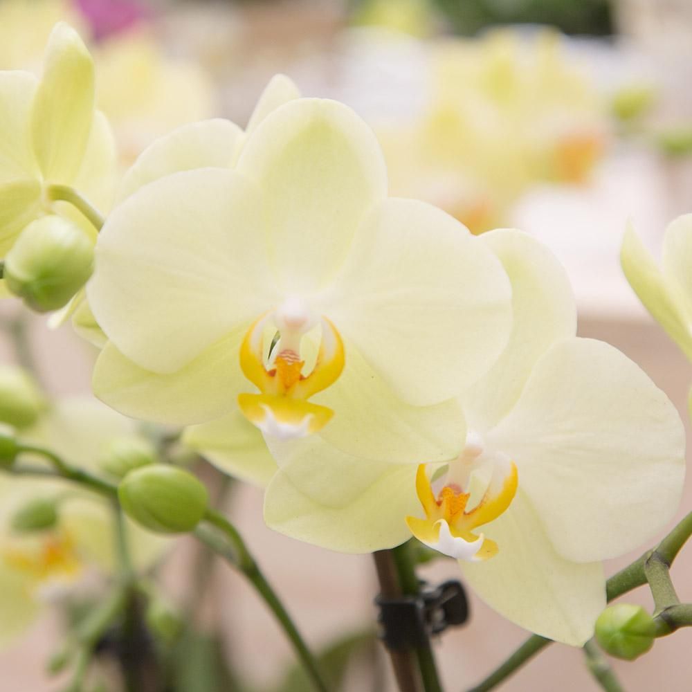 Phalaenopsis Orchidee Gelb