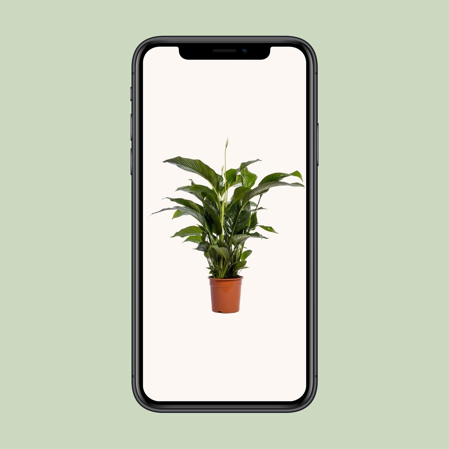 Spathiphyllum Bellini - Friedenslilie Zimmerpflanze