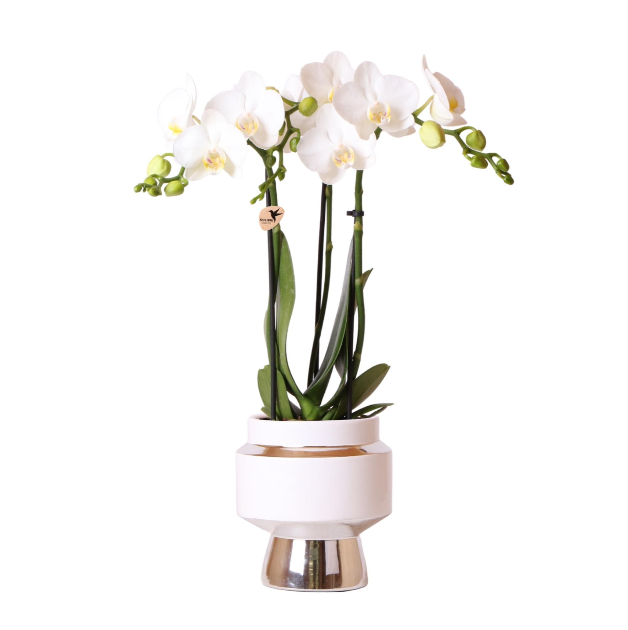 Phalaenopsis Orchidee Amabilis im silbernen Le Chic Deko-Topf