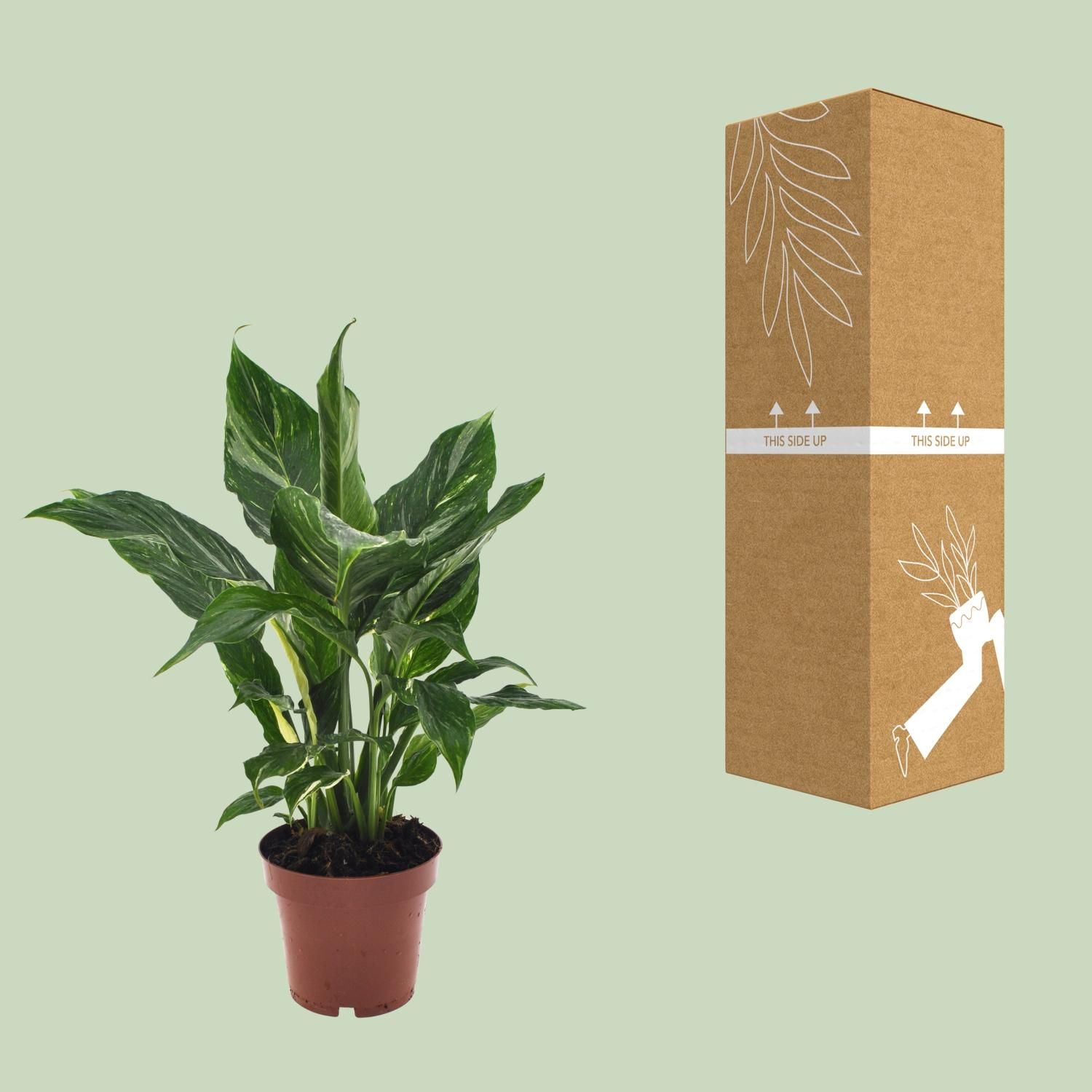 Friedenslilie Spathiphyllum – Elegante Zimmerpflanze