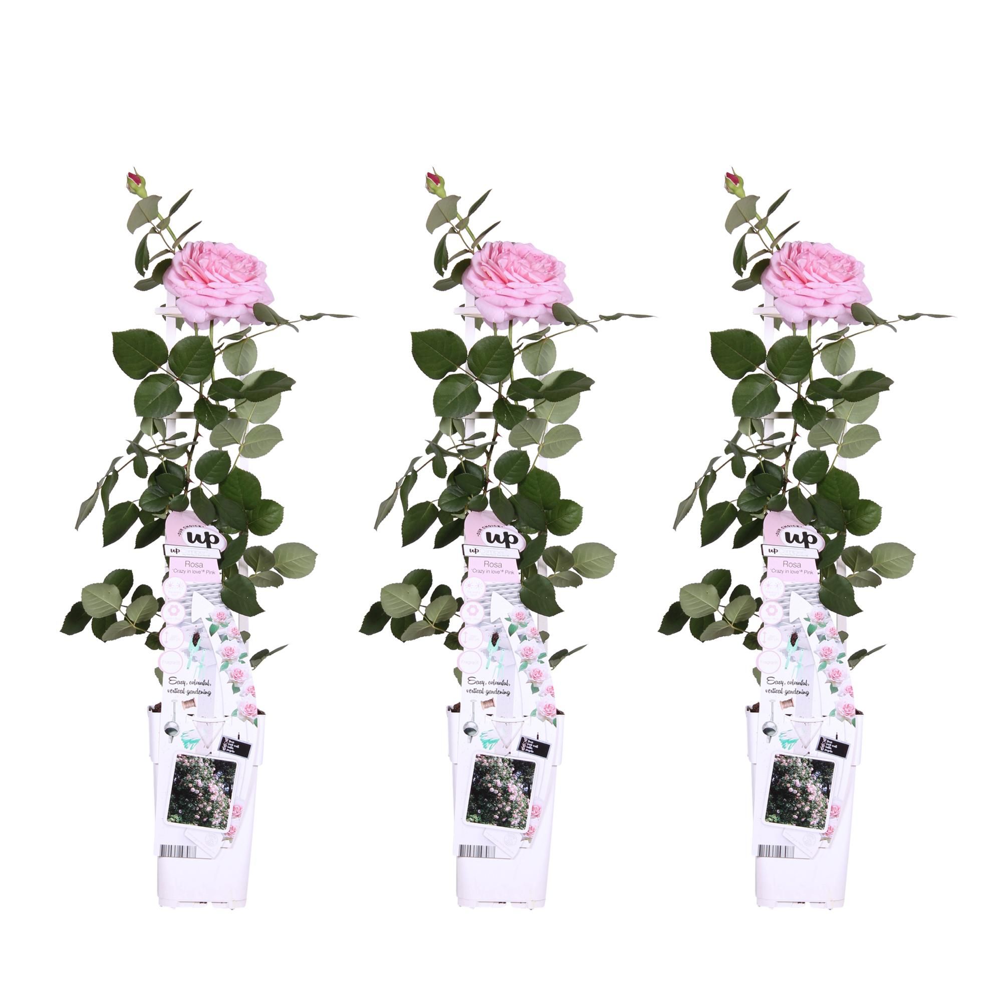 Rosa Kletterrose Crazy in Love Pink