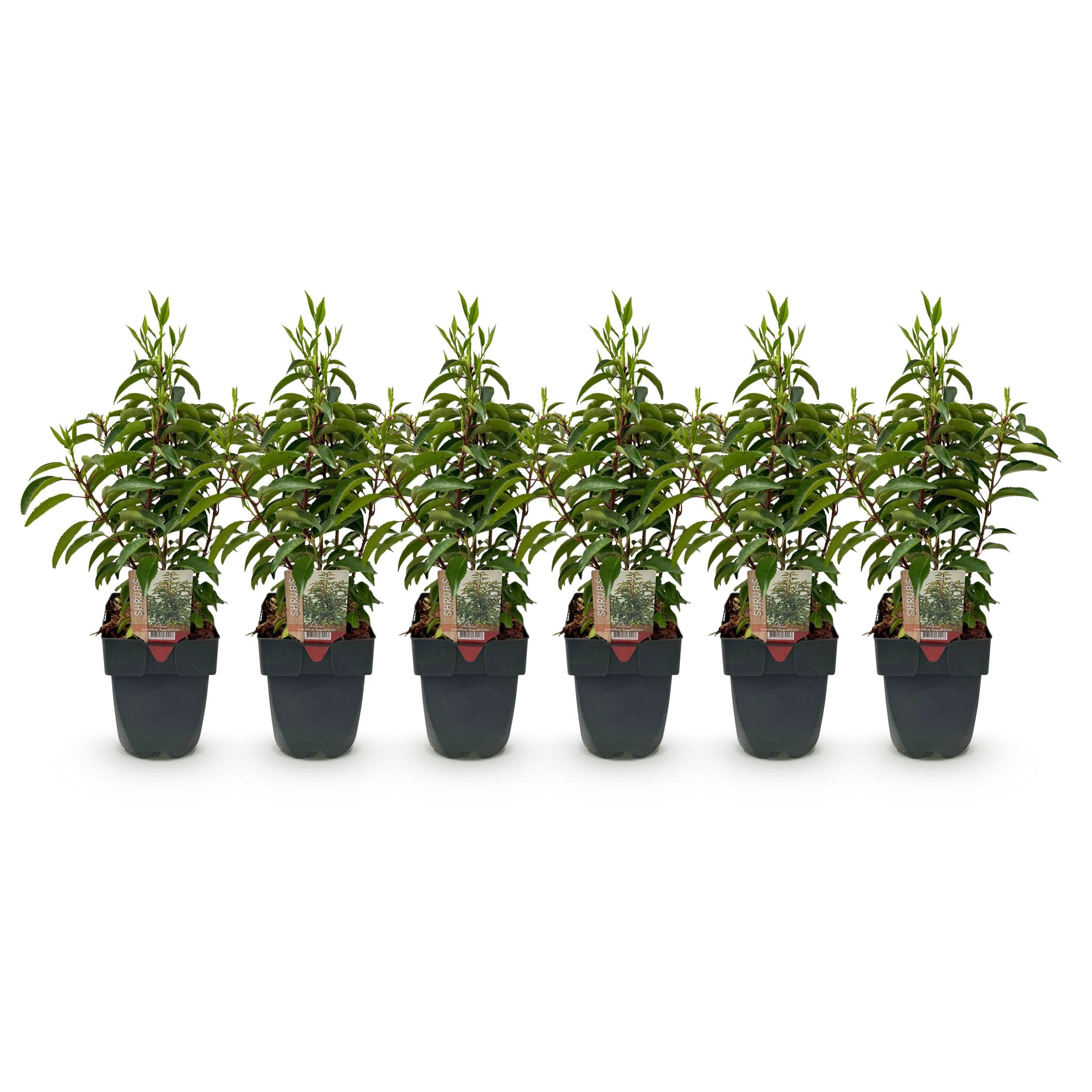 Prunus lusitanica Angustifolia Immergrün Heckenpflanzen – 6 Pflanzen für 1 Meter Hecke