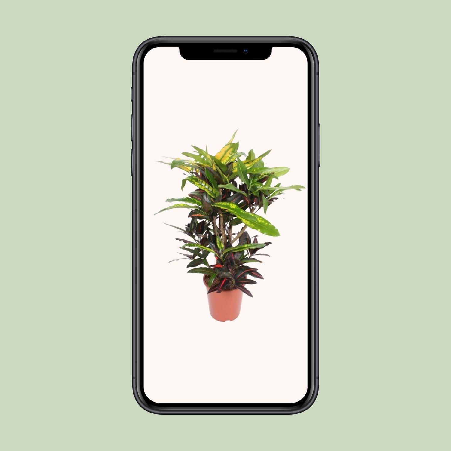 Codiaeum Mango Kroton Zimmerpflanze