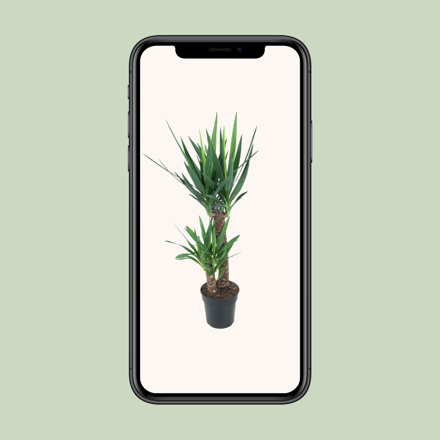 Pflegeleichte Yucca Elephantipes Zimmerpflanze