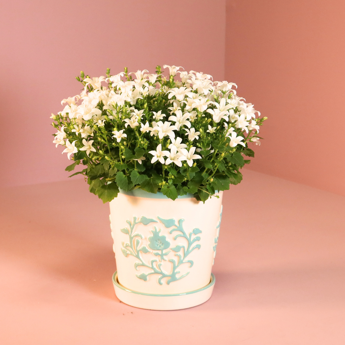 2x Campanula Addenda Ambella White in Dekotöpfen – Staude – Winterhart