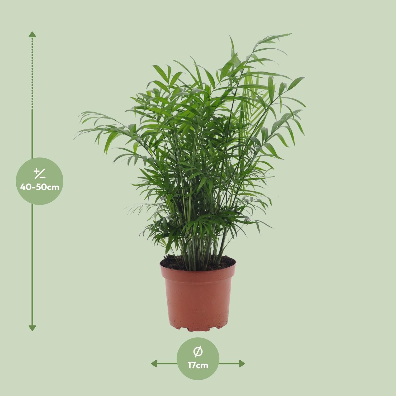 Chamaedorea Elegans Zwergbernpalme Zimmerpflanze