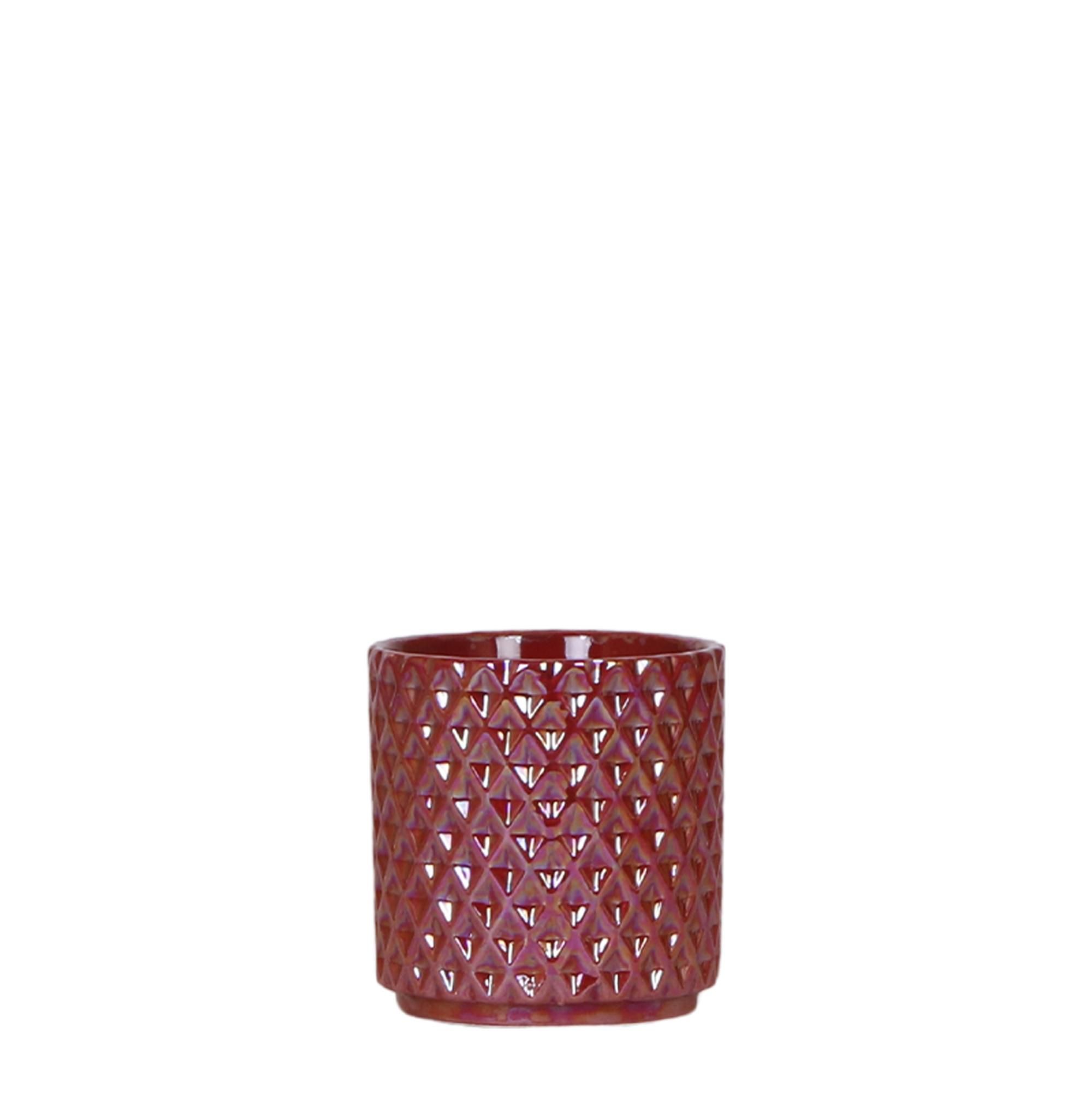 Orchidee Diamond Pearl Rot – Blühfreudig | 9cm Topf