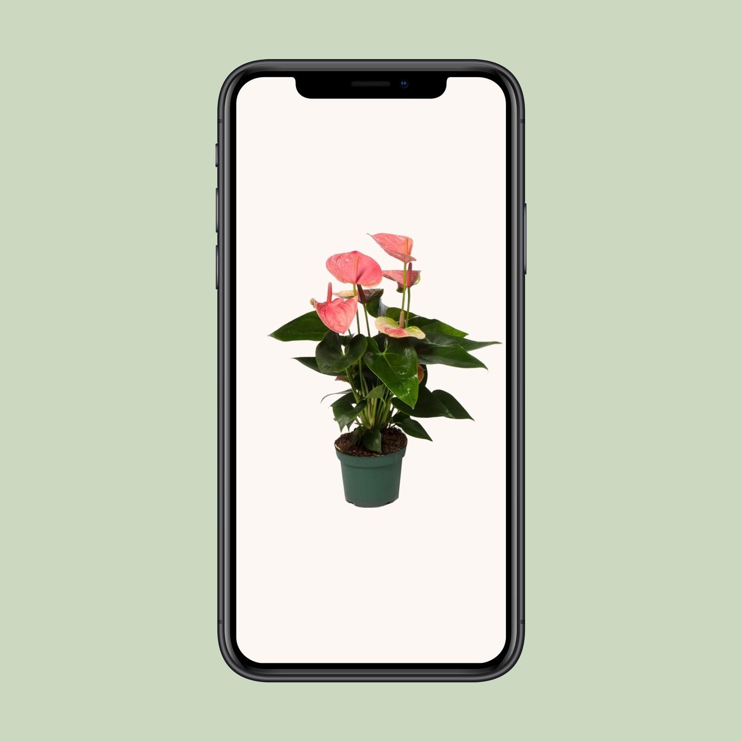 Anthurium Sweet Dream – Ø12cm – Höhe ca. 35cm