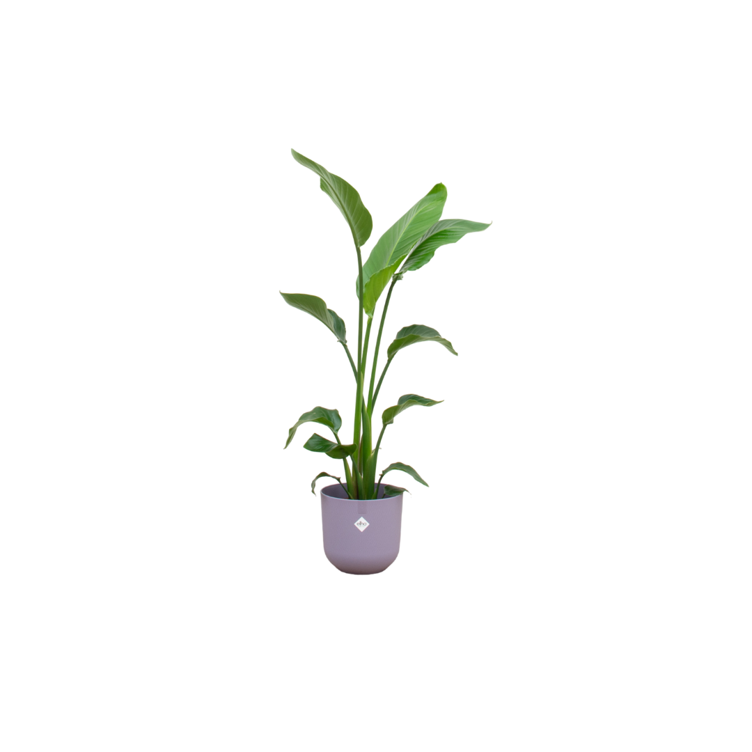 Strelitzia Nicolai Paradiesvogelpflanze mit Topf