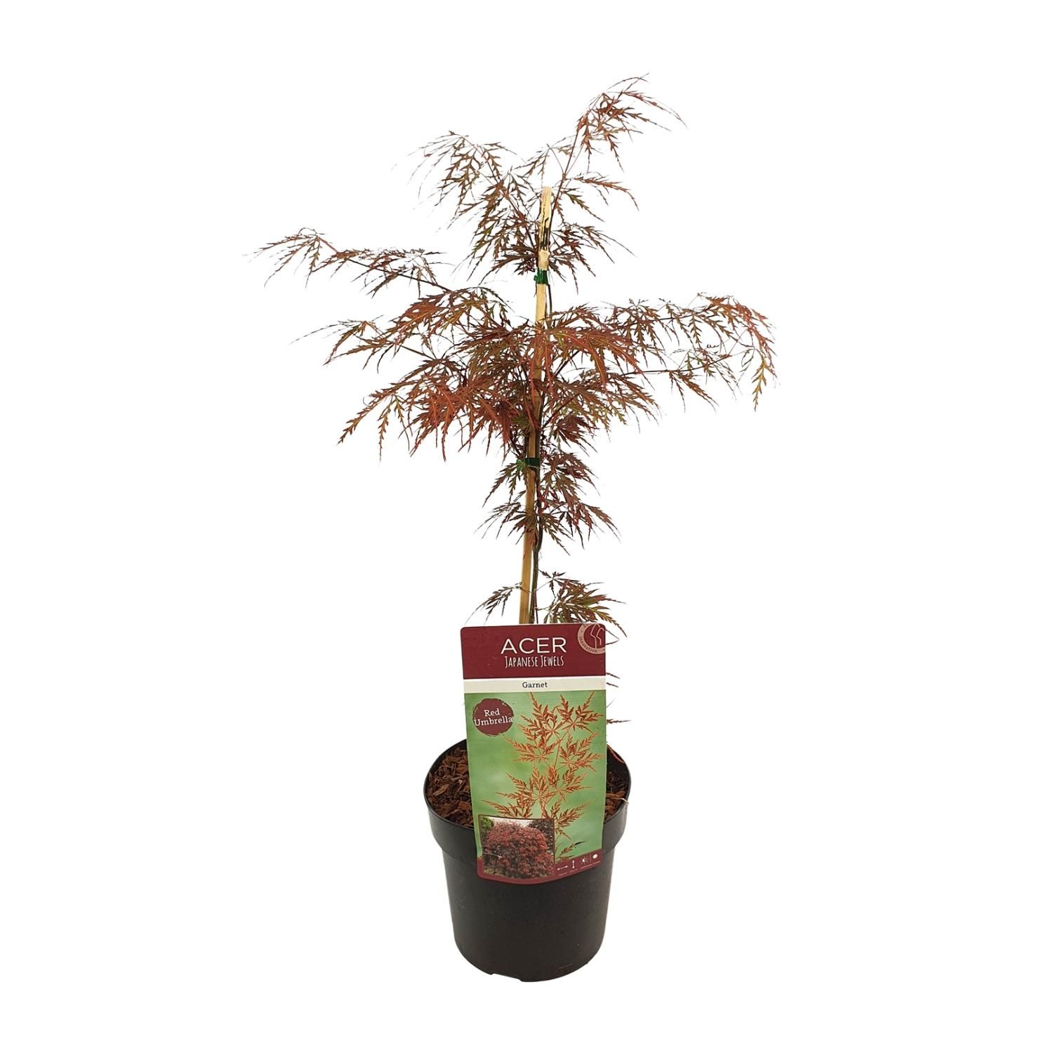 Acer Garnet – Lebendiger Ahorn mit farbenprächtigen Blättern