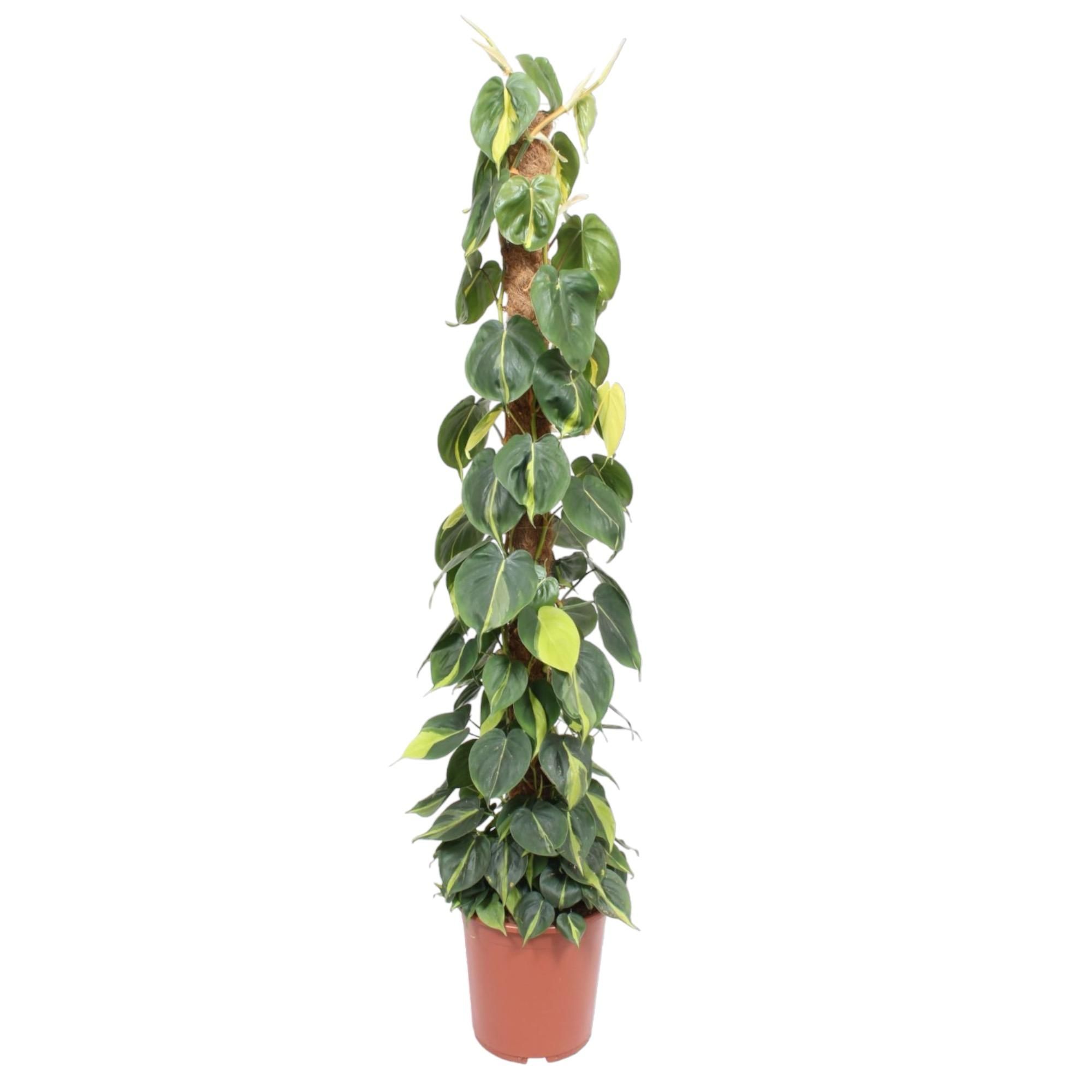 Philodendron Scandens Brasil Mosstok Zimmerpflanze