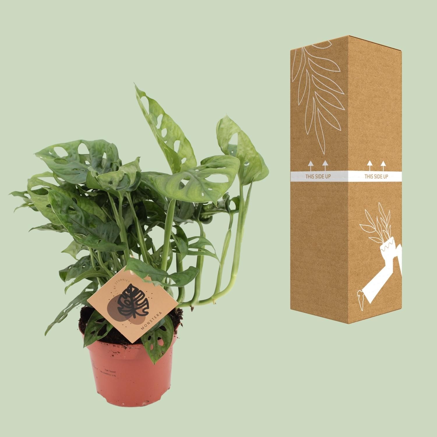 Monstera Monkey Elegante Zimmerpflanze