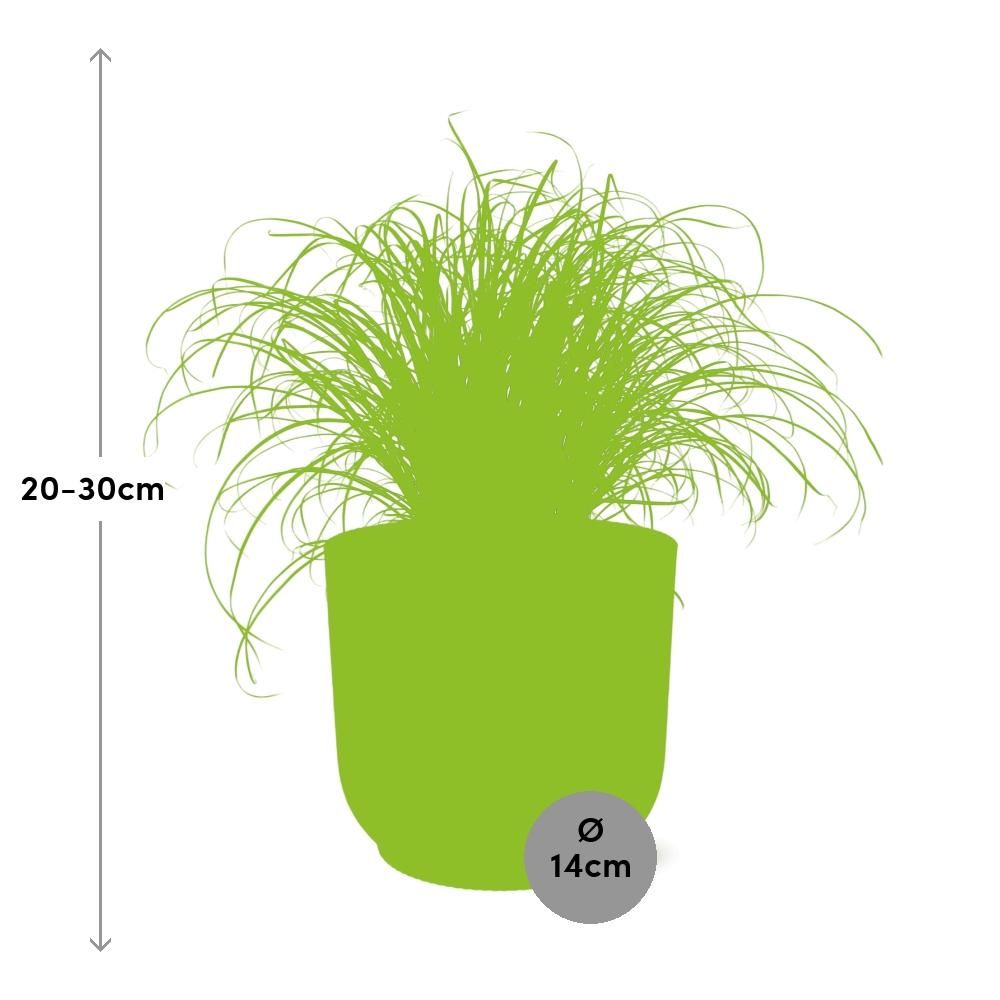 Cyperus Alternifolius Schirmpflanze im ELHO Fold Topf