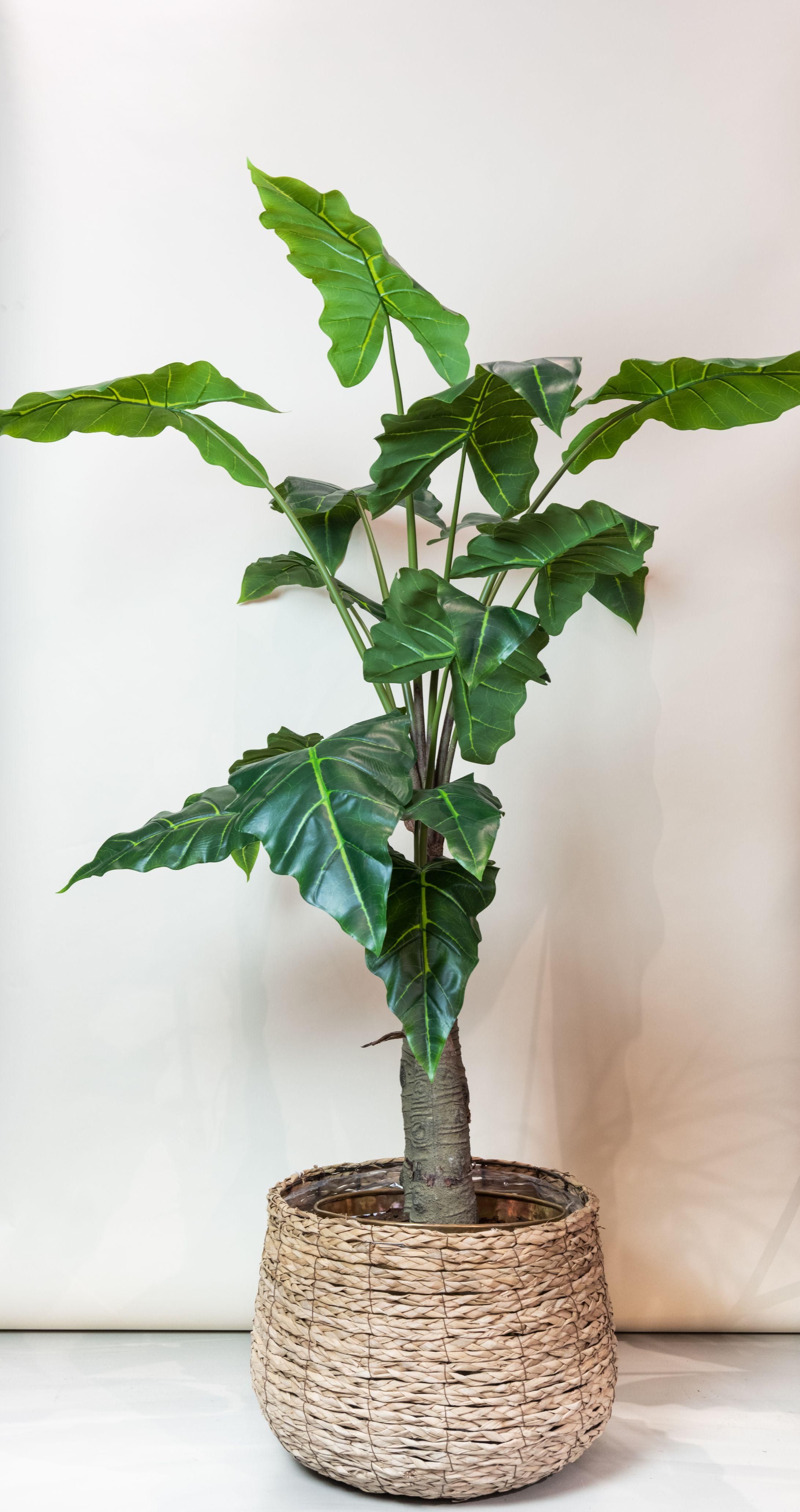 Kunst-Alocasia Pflanze Olifantsoor 150 cm