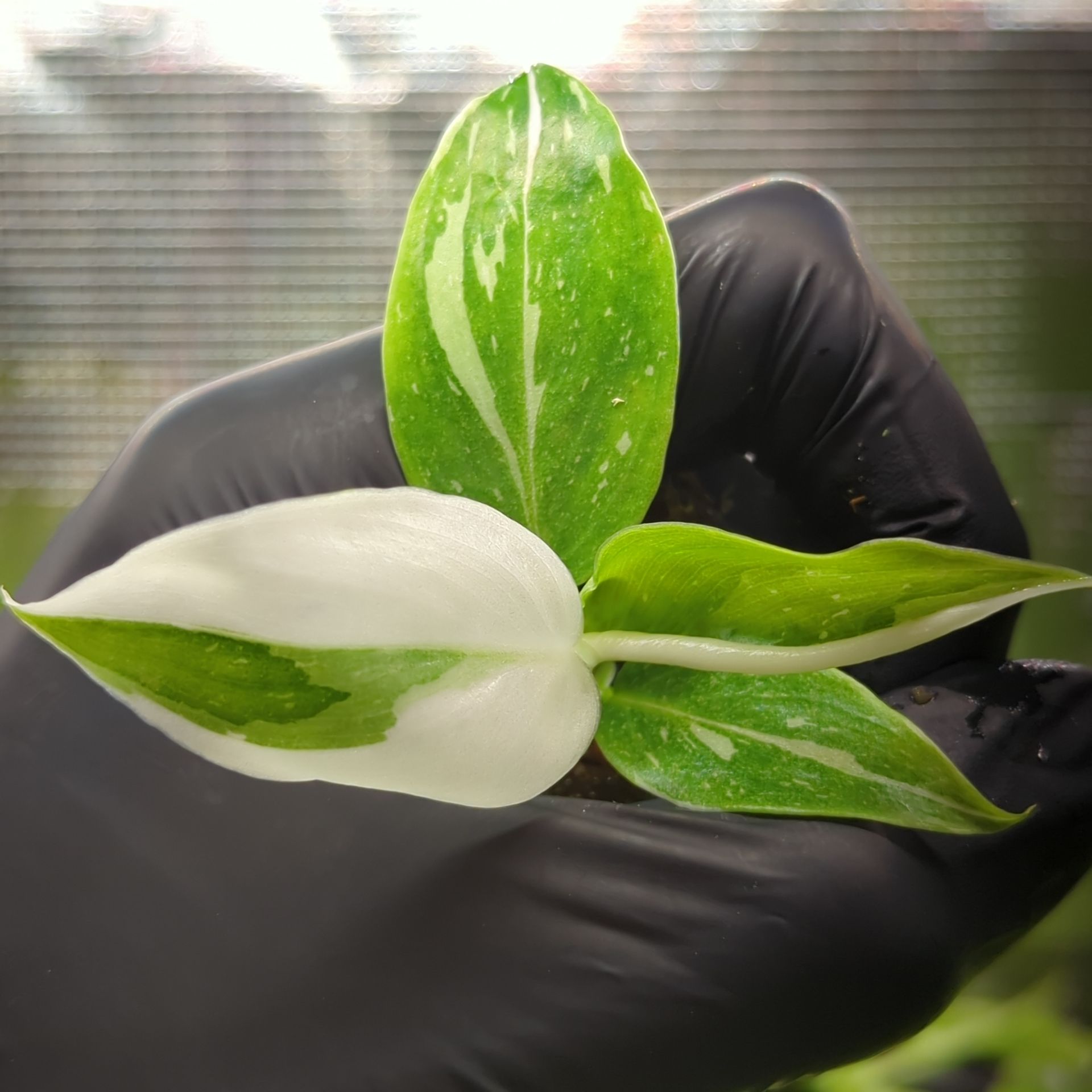 Philodendron erubescens White Princess + selbstbewässernder Übertopf