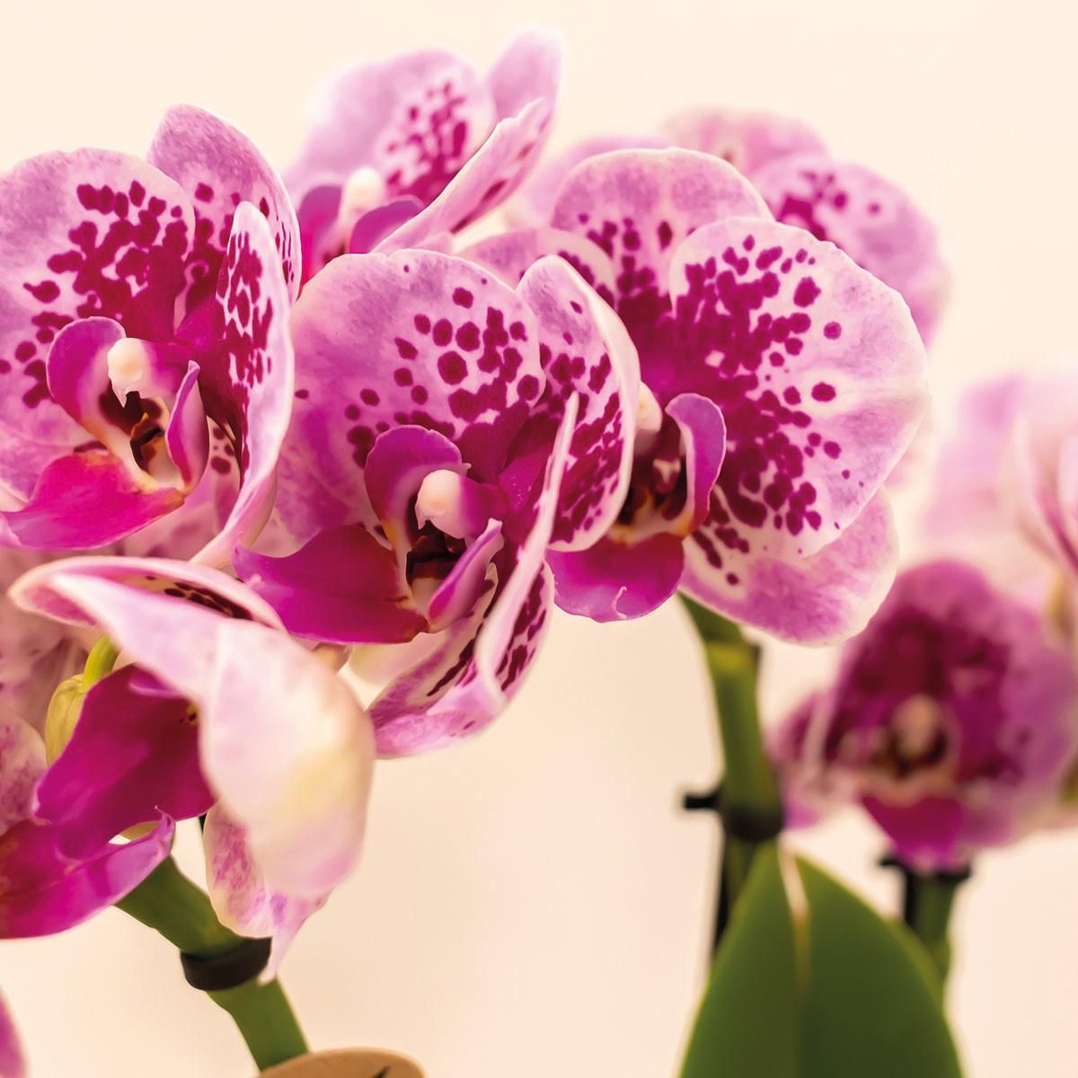 Phalaenopsis Orchidee in kräftigen Rosatönen