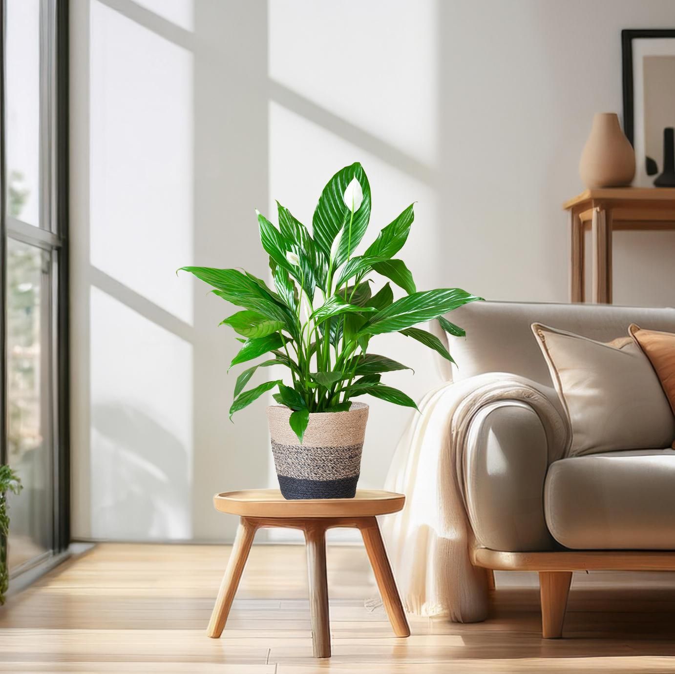 Spathiphyllum mit Korb – 80cm – Ø21