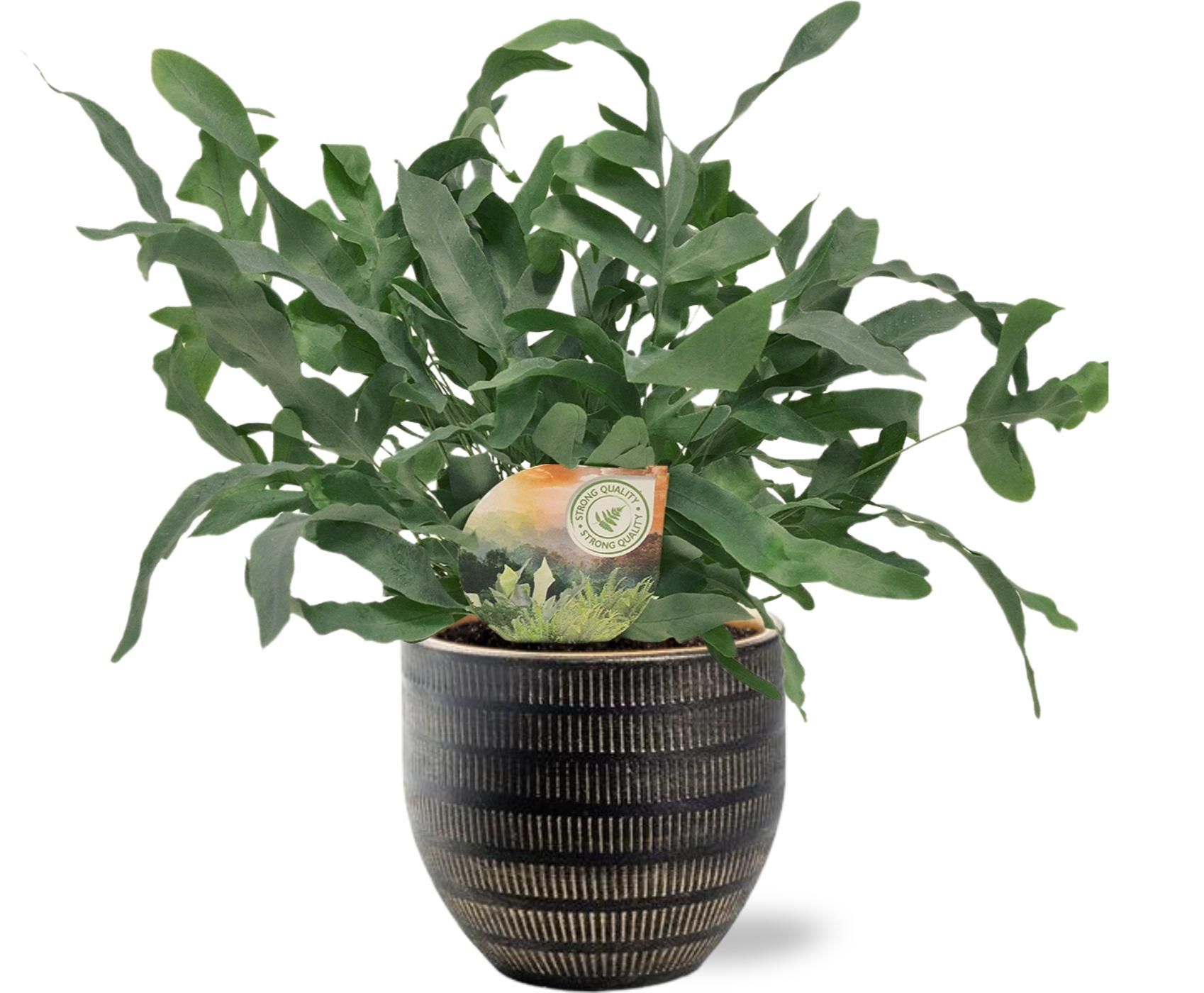 Phlebodium Blue Star – Ø12/↕35cm – Mit Blumentopf Schwarz