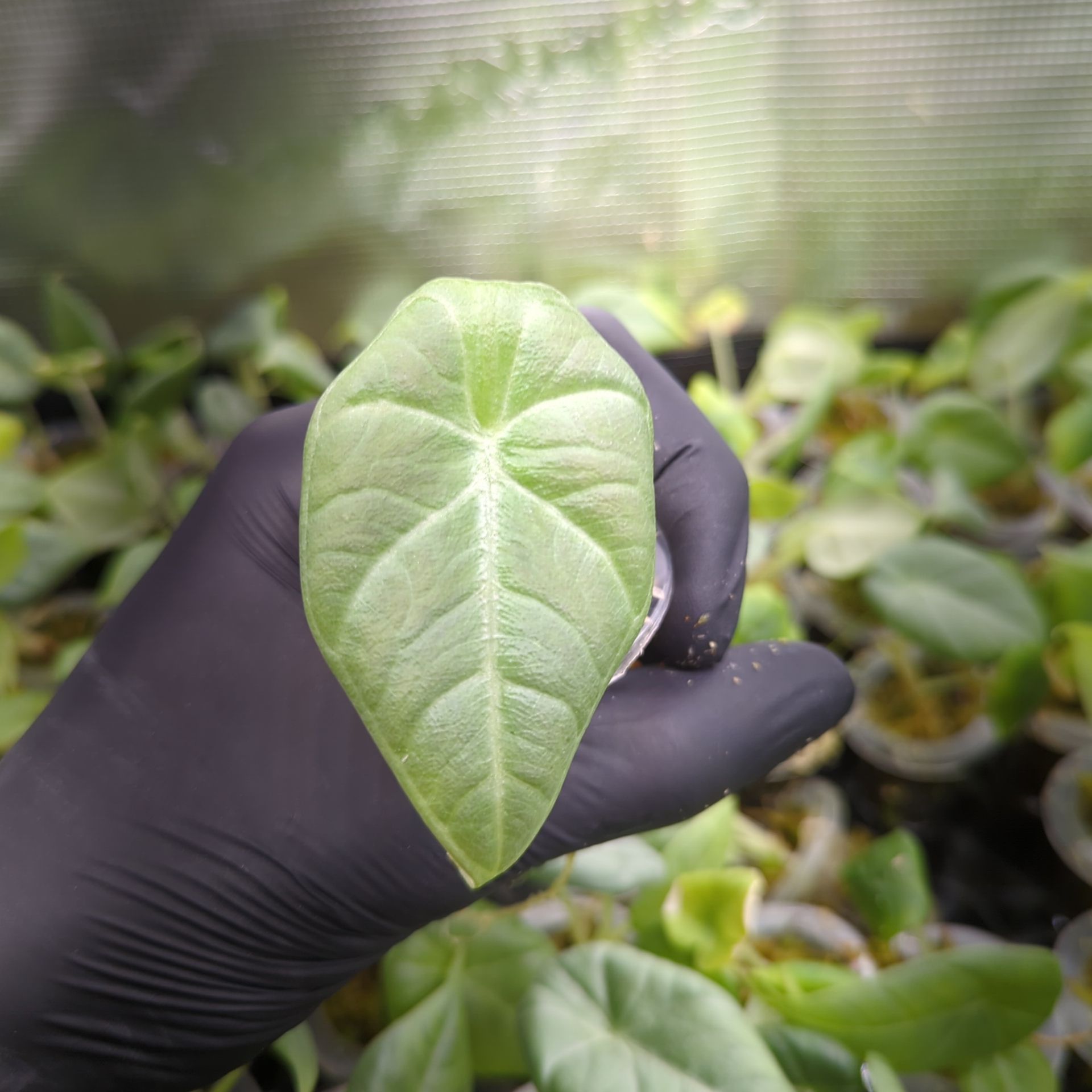 Alocasia maharani + selbstbewässernder Übertopf