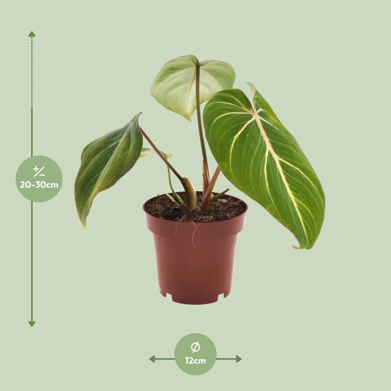 Philodendron Selloum Atom Zimmerpflanze