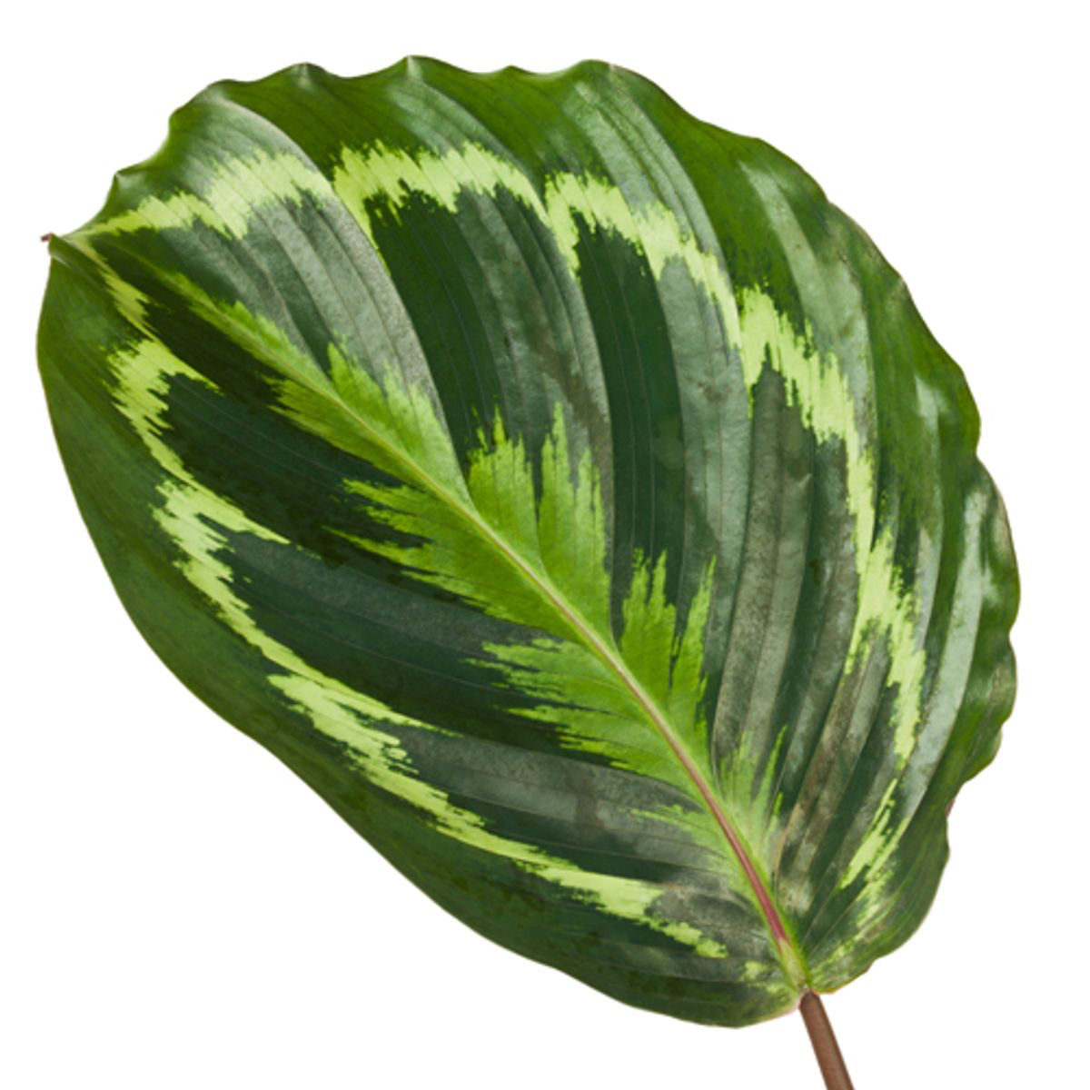 Calathea Medallion Zimmerpflanze