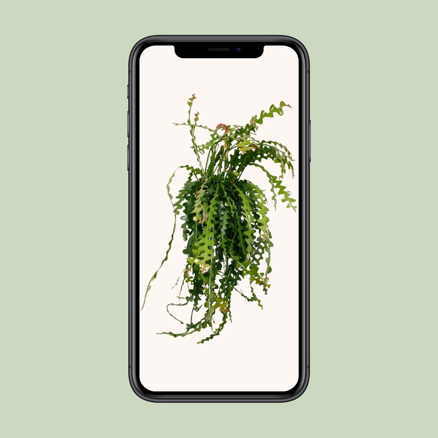 Ephiphyllum Anguliger Zimmerpflanze