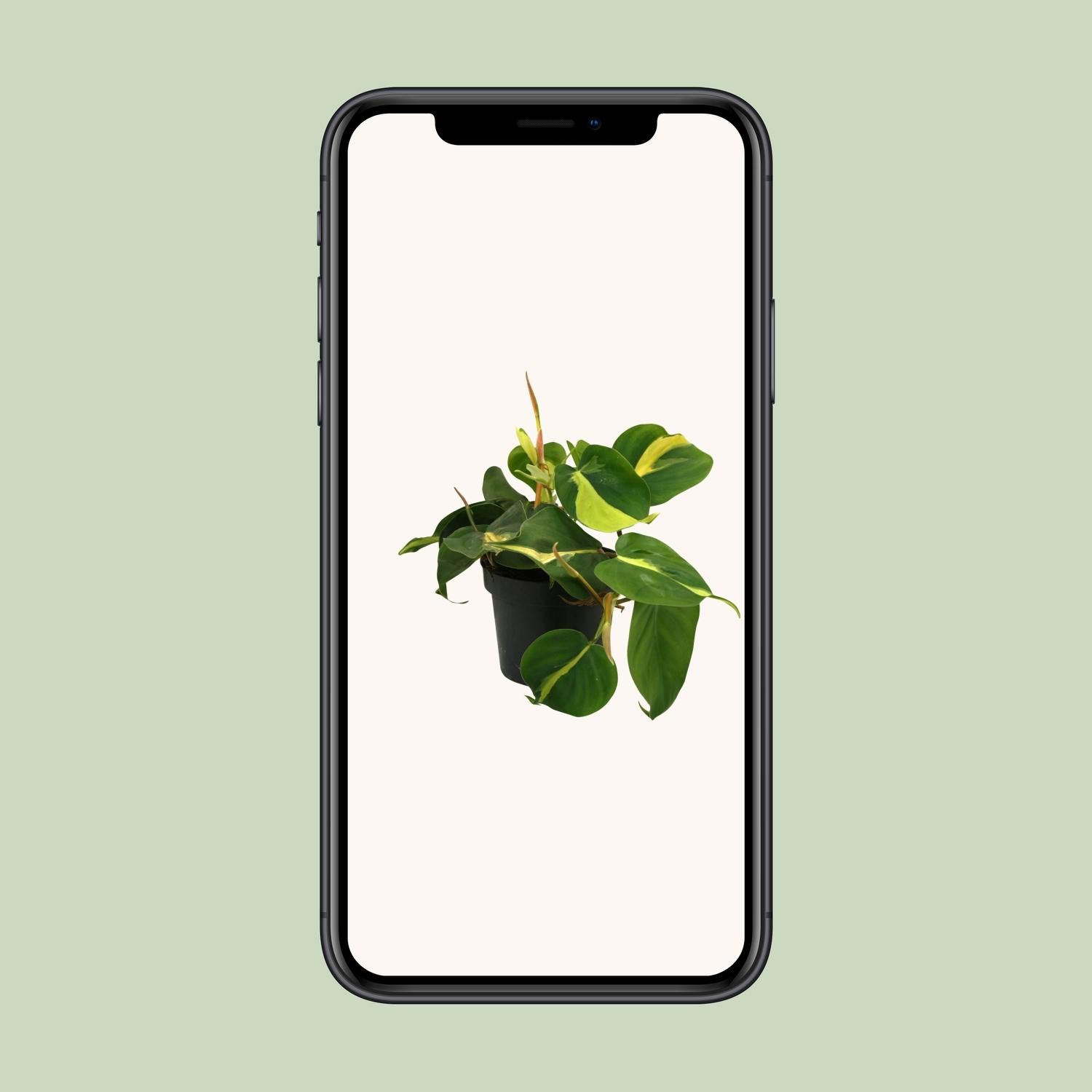 Lophospermum Brasil Scandens Kletterpflanze