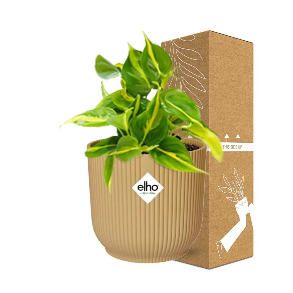 Philodendron Scandens Brasil Zimmerpflanze