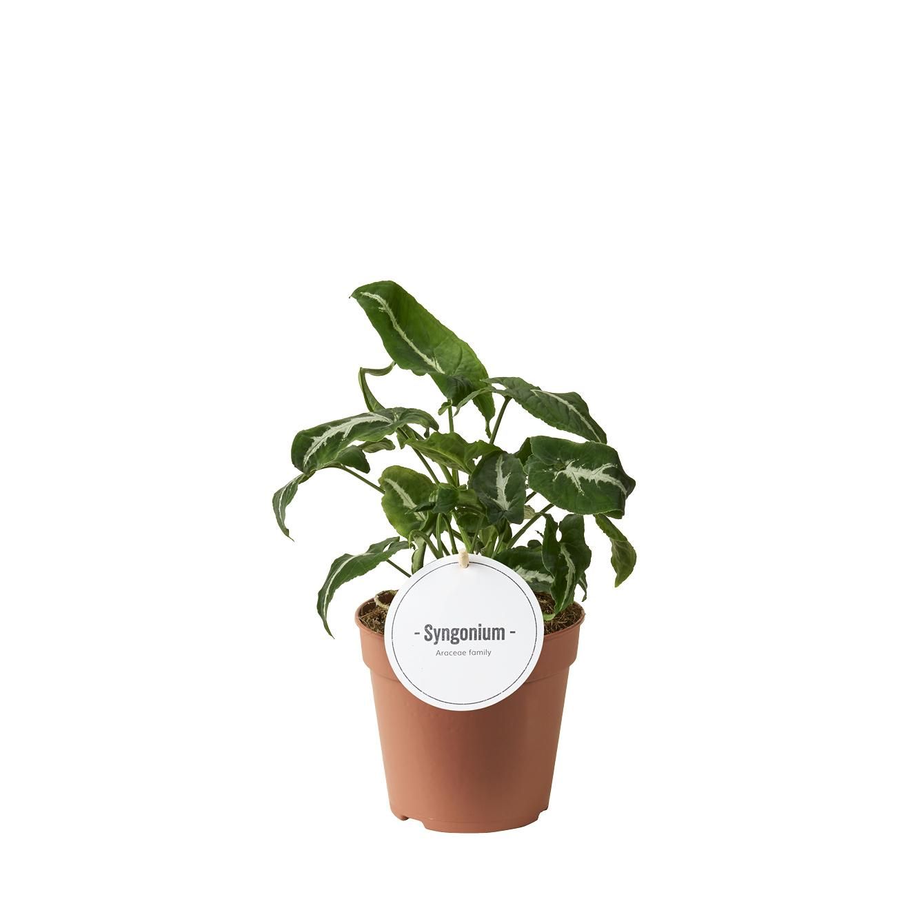 Syngonium Wendlandii - Pfeilblatt - Dunkelgrüne Blätter - Ø12cm