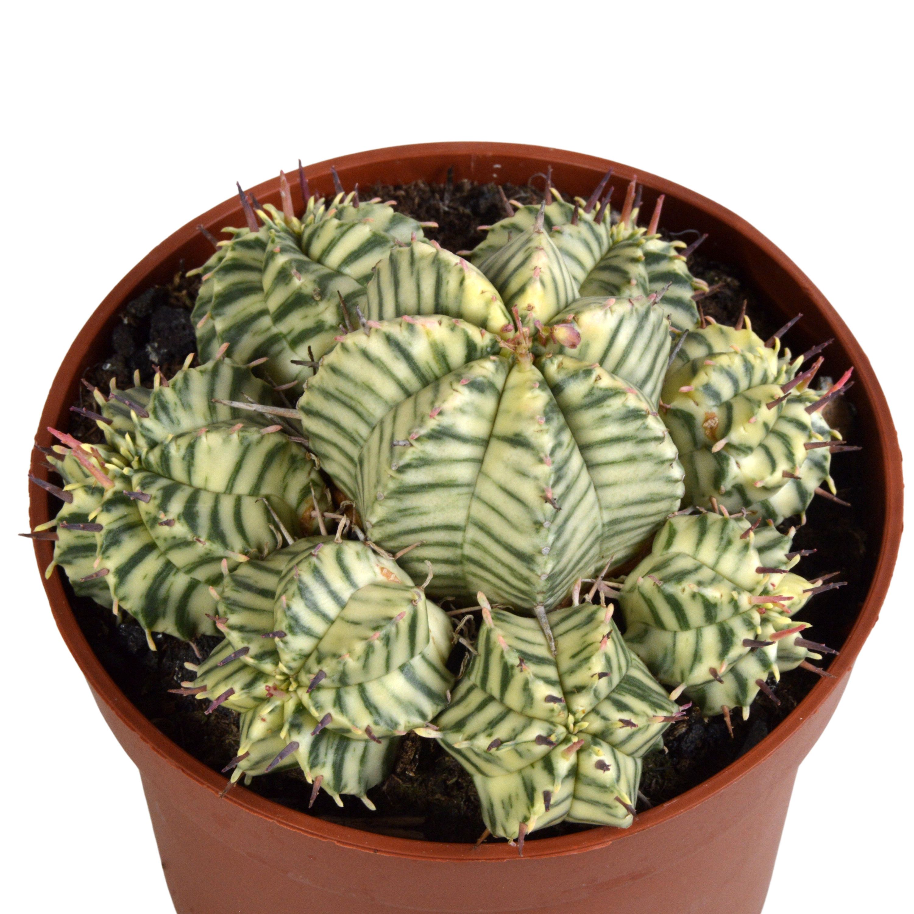 Euphorbia meloformis Variegata Sukkulente in Tontopf