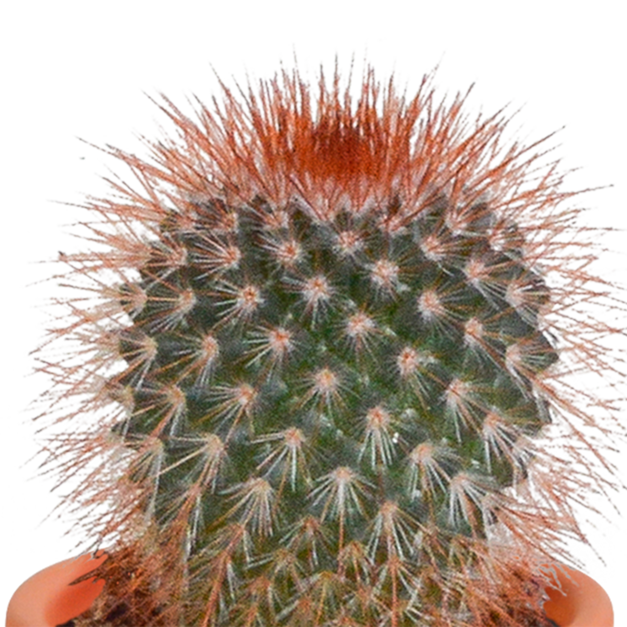 Bunte Cactus und Sukkulenten Mischung in Terrakotta