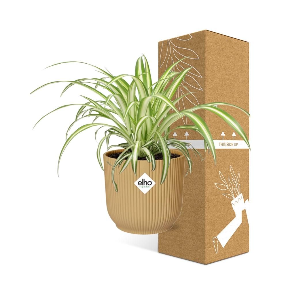 Spinnenpflanze Chlorophytum in stylischem ELHO Übertopf