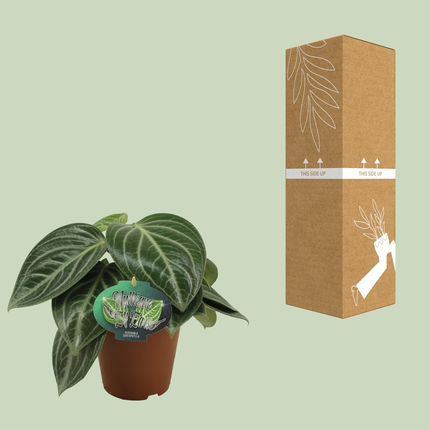 Peperomia Sarcophylla Zimmerpflanze