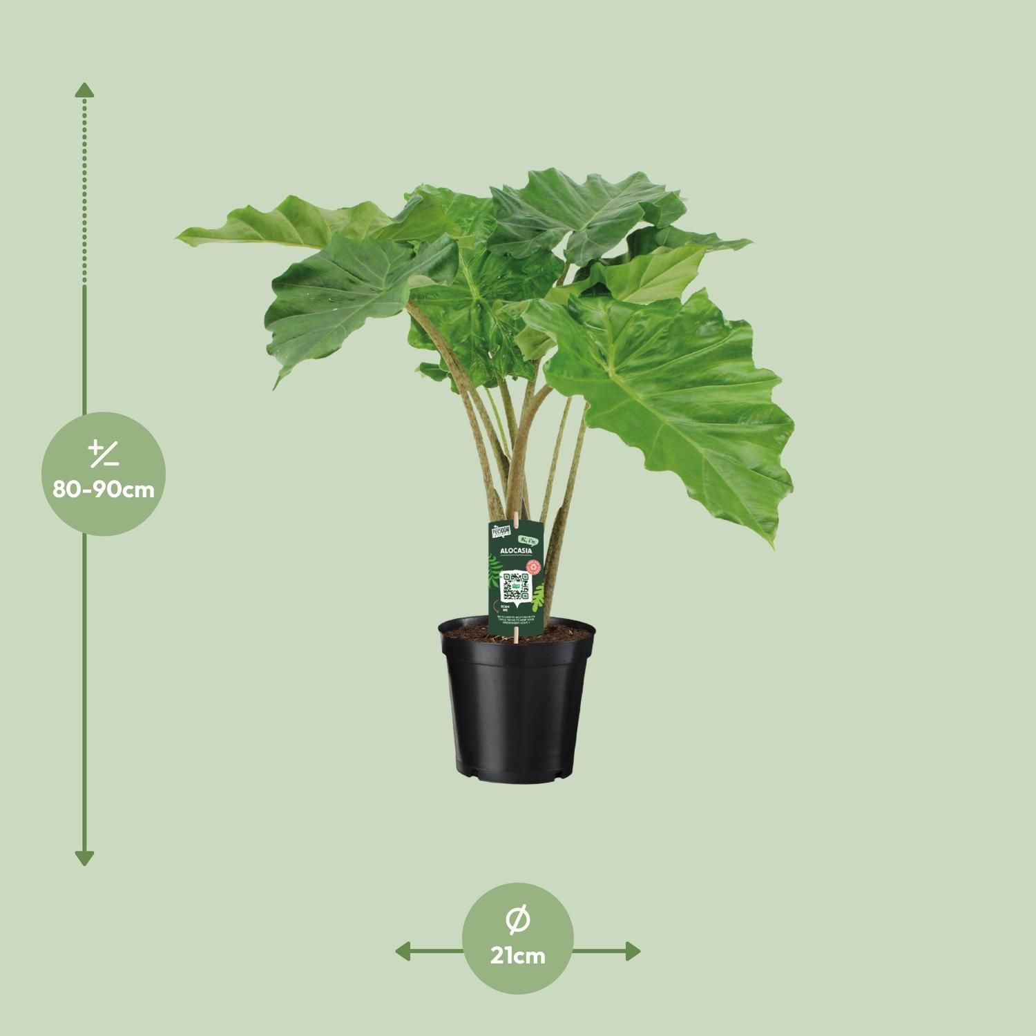 Alocasia Portodora Zimmerpflanze