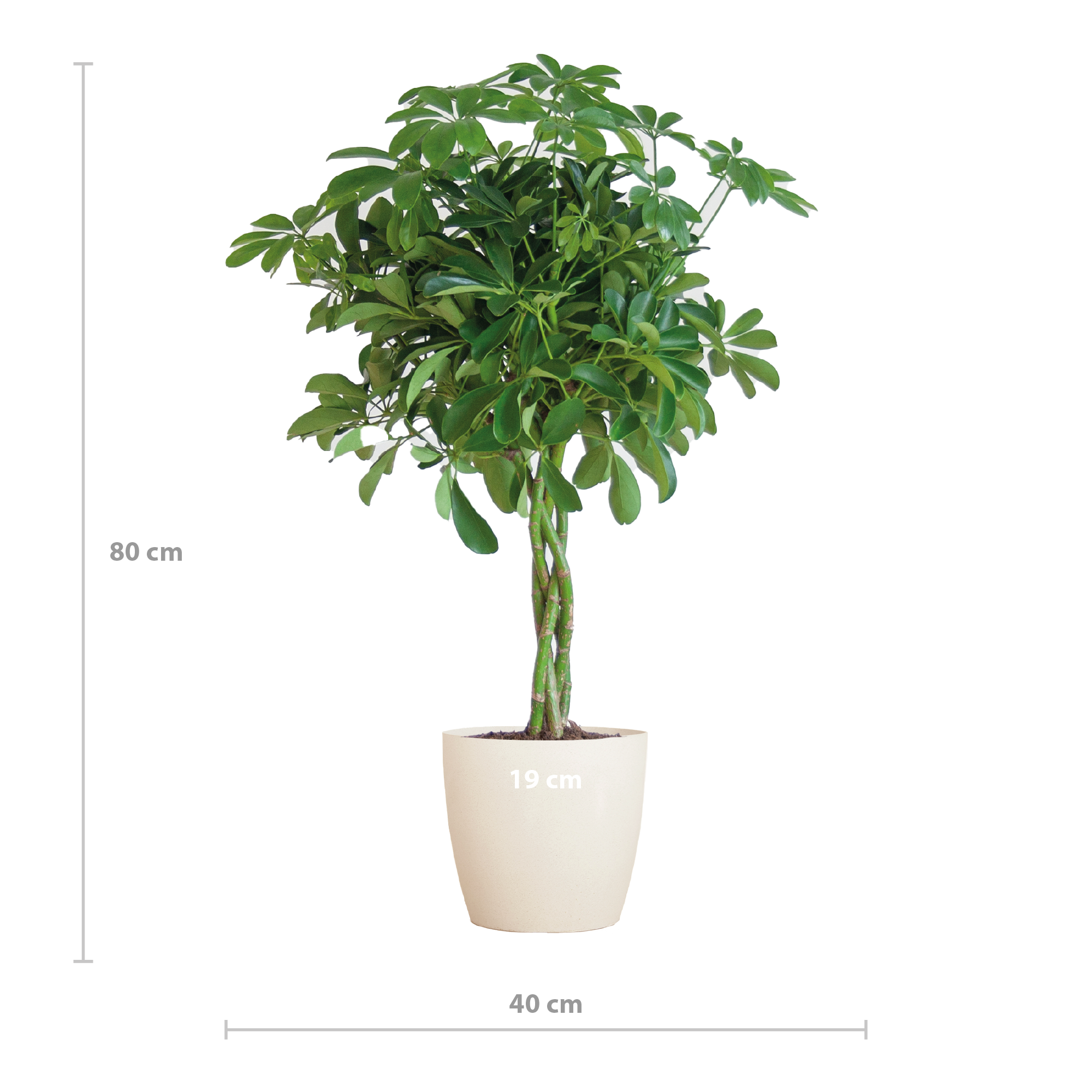 Schefflera Nora – 70 cm – Ø21 Topf