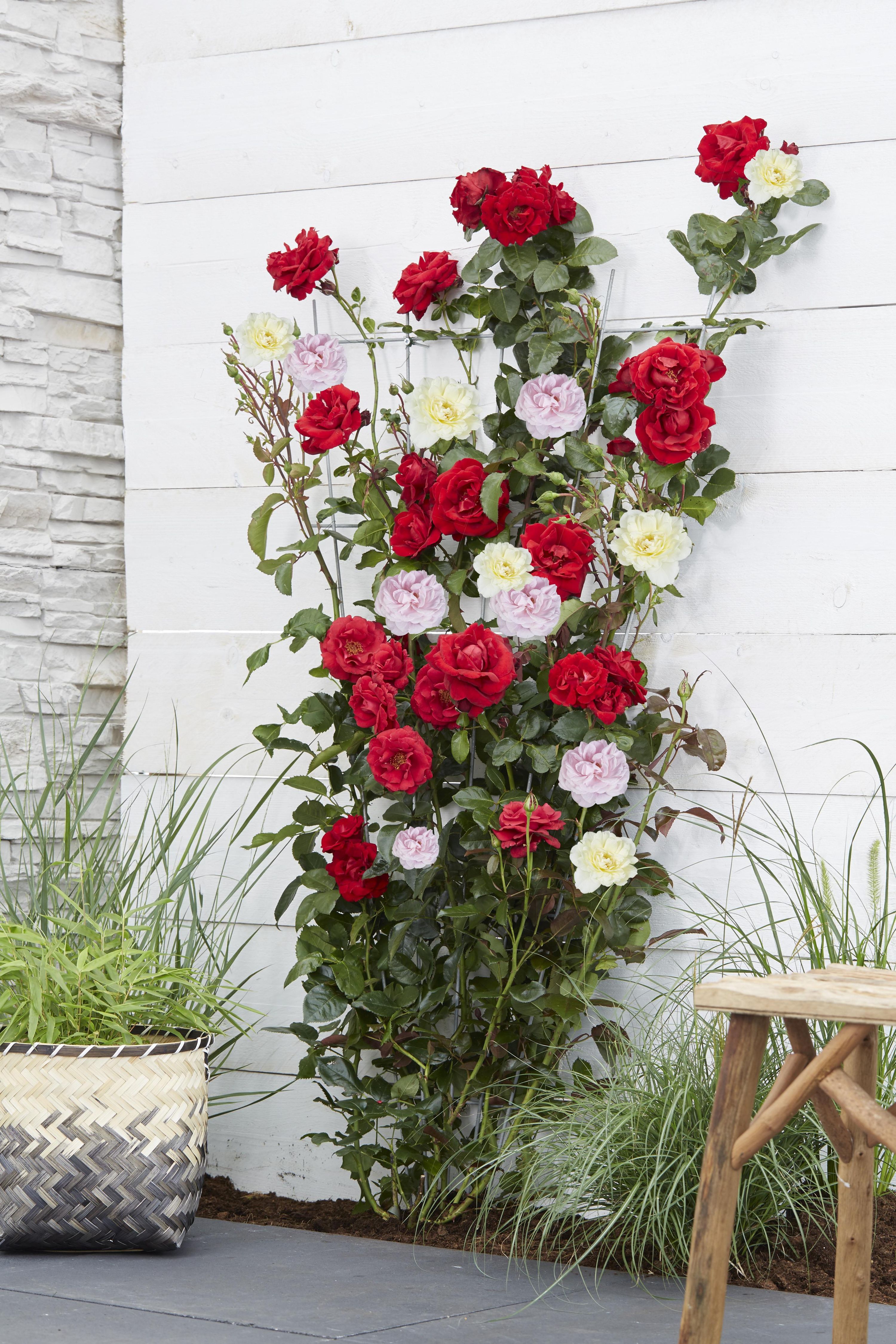 Rosa Kletterrose Crazy in Love Pink