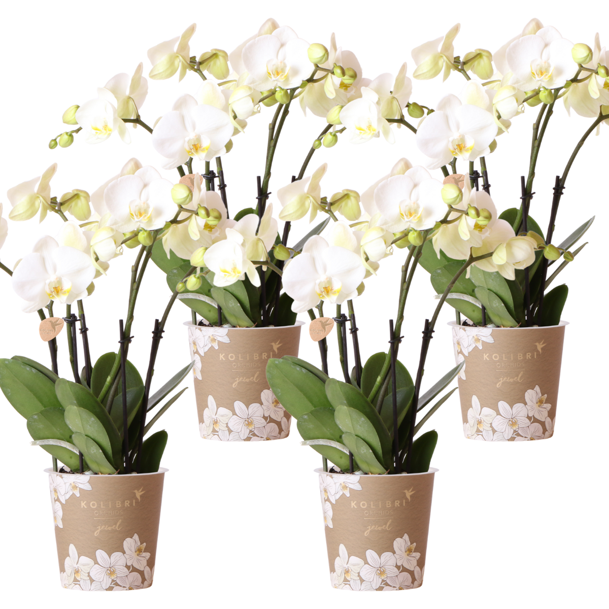 Kombi Angebot – 4 weiße Orchideen – Topfgröße Ø12cm