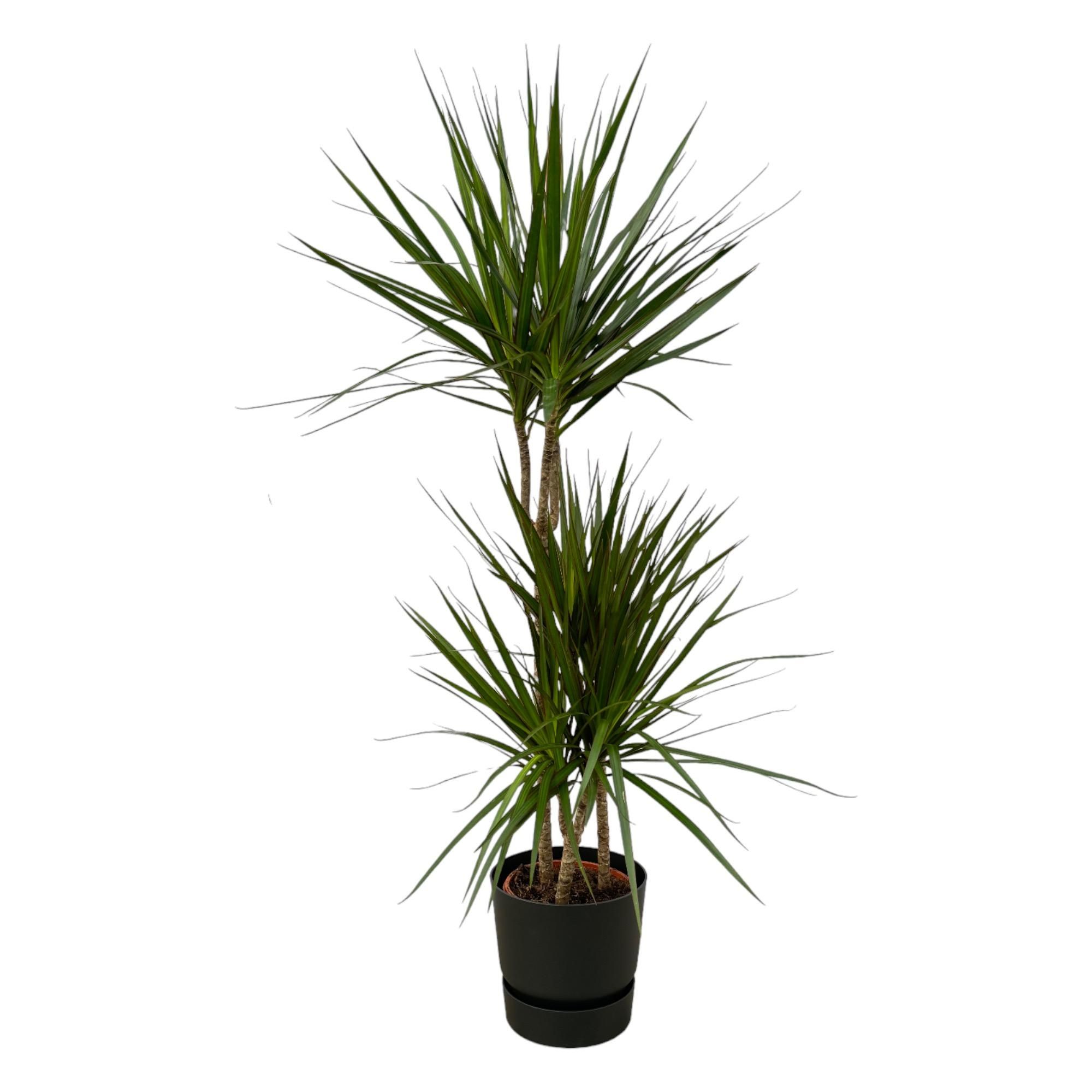 Dracaena Marginata Zimmerpflanze im Elho Greenville Topf