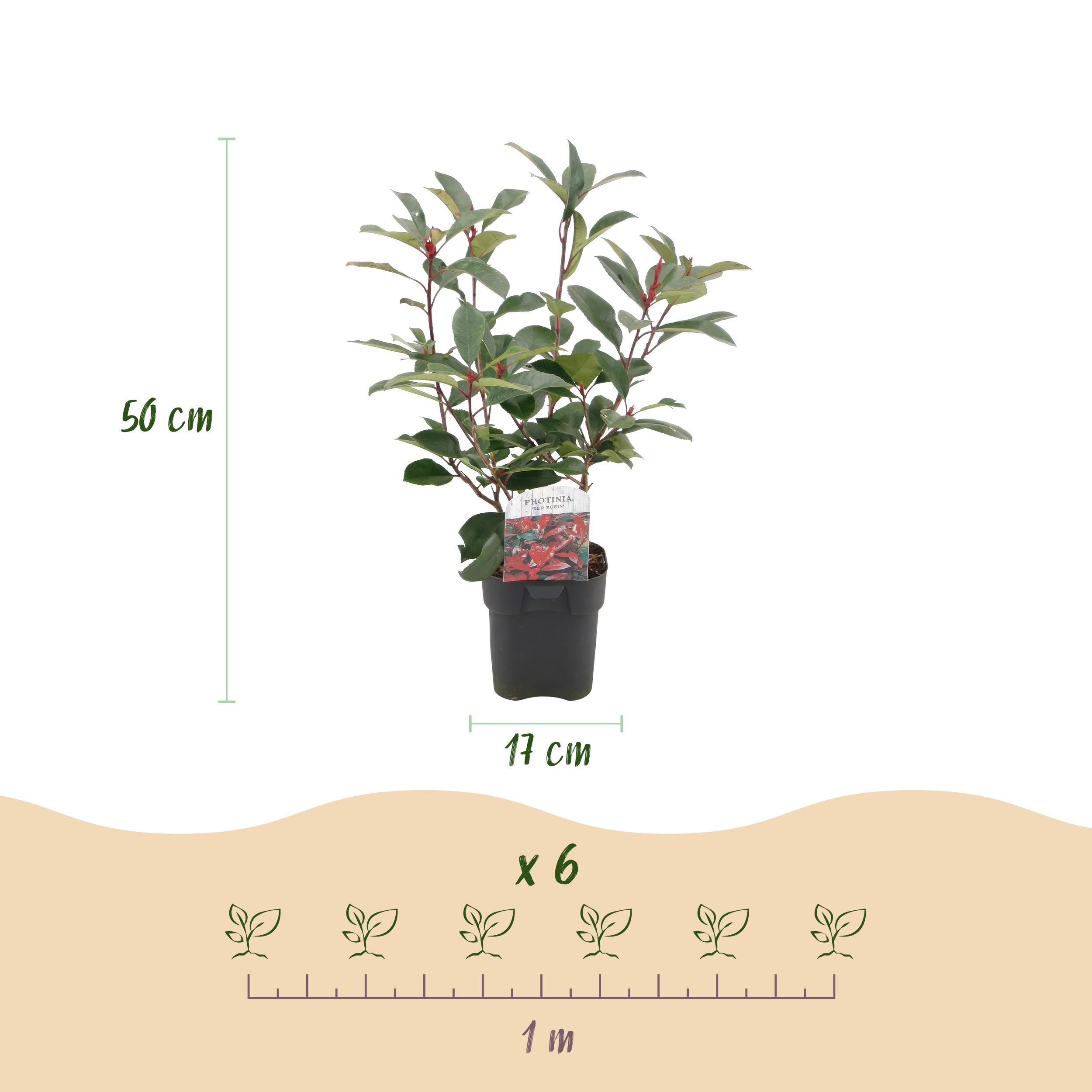 Photinia fraseri Red Robin – Immergrüne Heckenpflanze – Grün Rot – 6 Pflanzen für 1 Meter